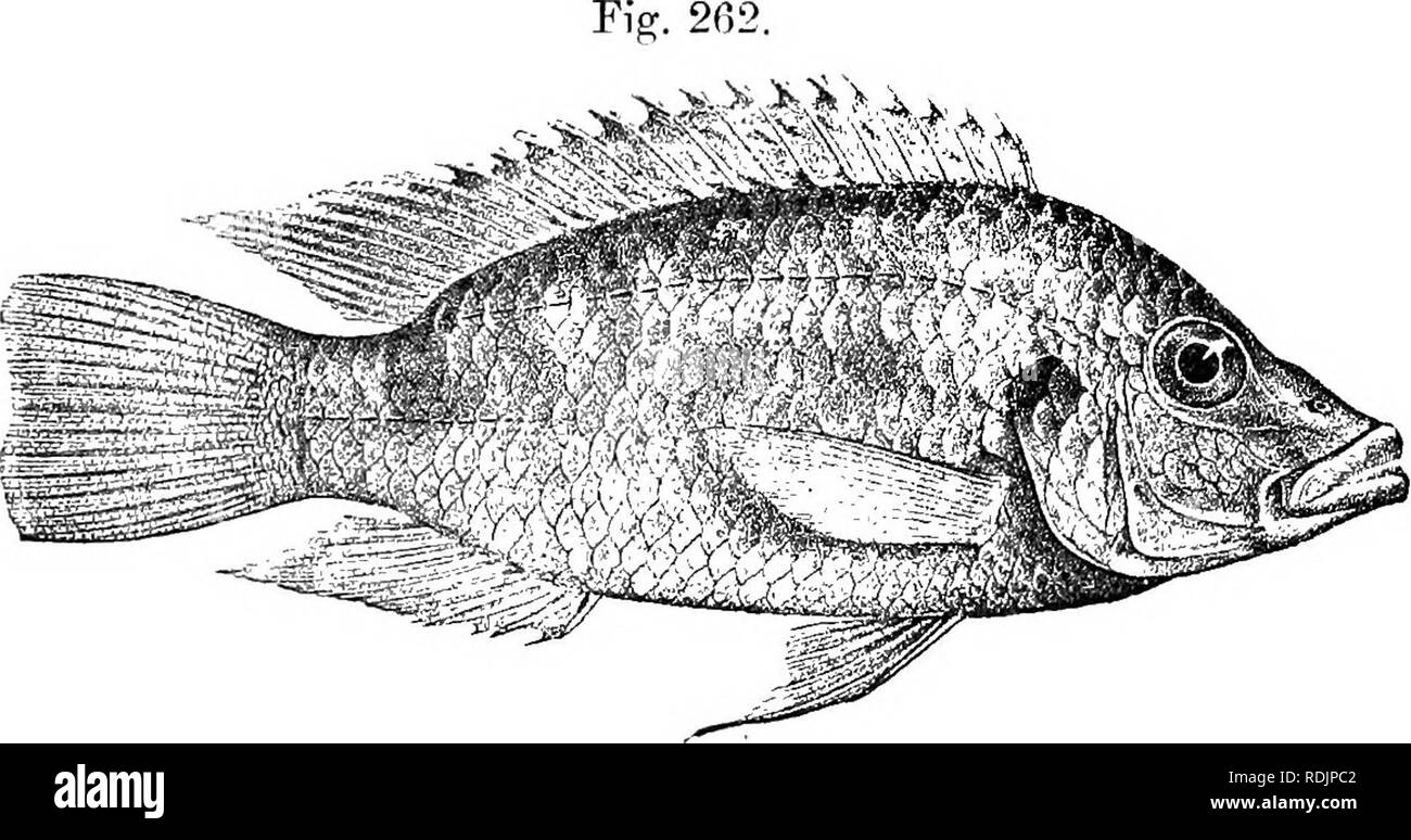 . Catalogue of the fresh-water fishes of Africa in the British museum (Natural history) ... Fishes; Freshwater animals. 388 CICHLID.E. yellowish spots, which may be confluent into transverse bars on the posterior part of the caudal. Total length 175 millim. Upper Congo. 1. Type. Stanley Falls. Rev. W. H. Bentley (C). 2. Ad. Monsembe. llev. J. H. Weeks (P.). 5. PELMATOCHROMIS GUENTHERI. Jlemicliromis guentlieri, Sauv. Bull. Soc. Zool. France, 1882, p. 317, pi. v. fig. 1. Hemichromis voltce, Steind. Sitzb. Ak. Wien, xcvi. i. 1887, p. 60, pi. i. fig. 3. Felmatochromis guentlieri, Bouleng. Proc. Z Stock Photo