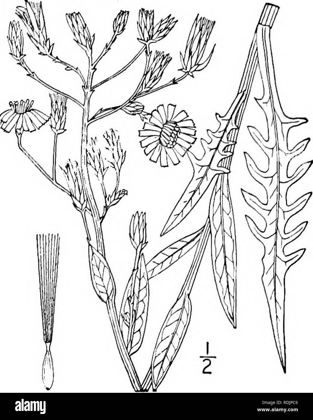 . An illustrated flora of the northern United States, Canada and the British possessions, from Newfoundland to the parallel of the southern boundary of Virginia, and from the Atlantic Ocean westward to the 102d meridian. Botany; Botany. Wild Opium. Fig. 4073. Lactuca canadensis L. Sp. PI. 796. 1753. Lactuca elongata Muhl.; Willd. Sp. PI. }i^s- 1804. Lactuca canadensis montana Britton, in Britton and Brown, 111. Fl. 3: 274. 1898. Biennial or annual, glabrous throughout, some- what glaucous; stem leafy up to the inflorescence, 3°-io° high, branching above into a narrow pan- icle. Leaves mostly s Stock Photo