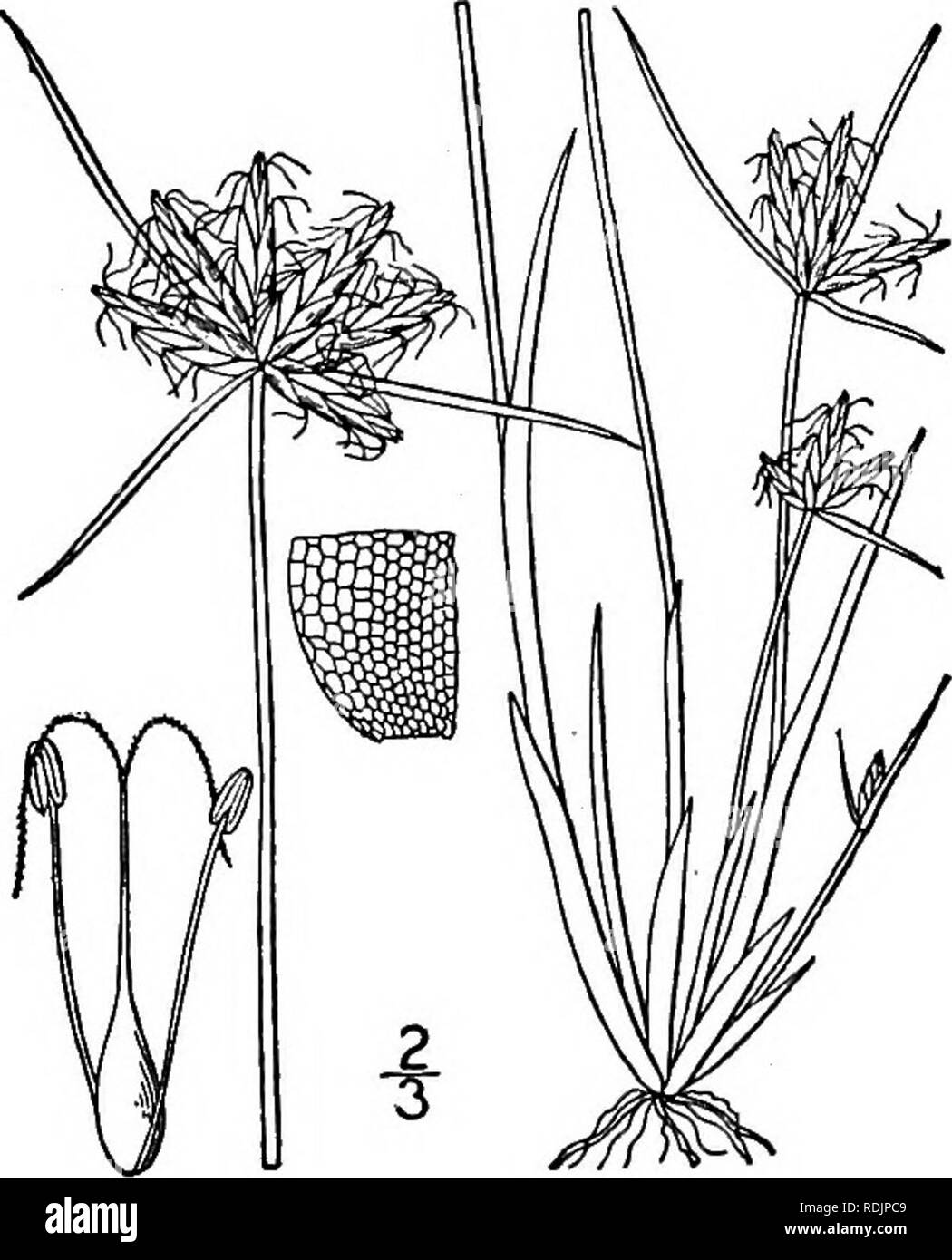 . An illustrated flora of the northern United States, Canada and the British possessions, from Newfoundland to the parallel of the southern boundary of Virginia, and from the Atlantic Ocean westward to the 102d meridian. Botany; Botany. 3. Cyperus rivularis Kunth. Fig. 723. Shining Cyperus. Cyperus rivularis Kunth, Enum. 2: 6. 1837. Cyperus diandrus var. (?) castaneus Torr. Ann. Lye. N. Y. 3: 252. 1836. Not C. castaneus Willd. 1798. Similar to the preceding species, culms slender, tufted, 4-15' tall. Umbel usually simple; spikelets linear or linear-oblong, acutish, 4&quot;-io&quot; long; scale Stock Photo