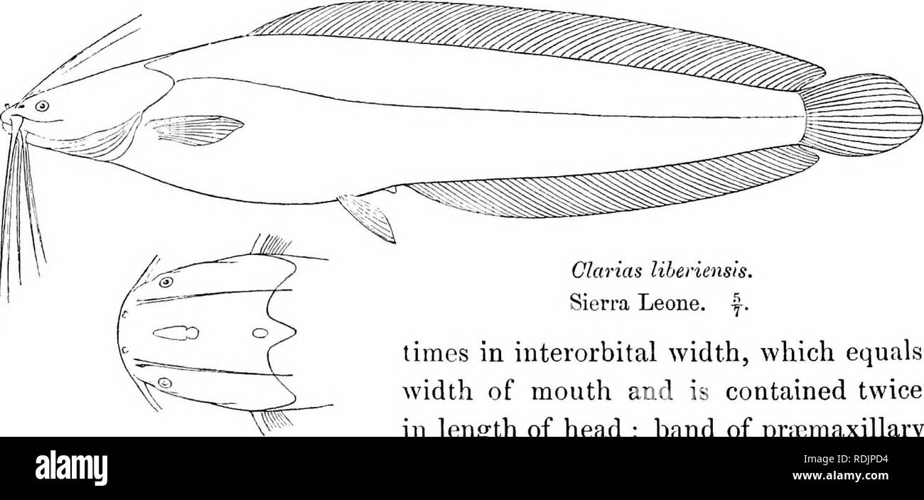 . Catalogue of the fresh-water fishes of Africa in the British museum (Natural history) ... Fishes; Freshwater animals. 258 SILUKIDiE. sides, about  the length of the fin. Ventrals much nearer end of snout than caudal. Caudal about f length of head. Uniform dark brown. Total length 155 millim. Angola, Old Calabar.—Types in Vienna Museum. 1-5. Ad. Angola. Dr. Welwitsch (P.). 6. Ad. Fort Don Carlos L, Angola. Dr. W. J. Ansorge (C). 7. Ad. Okwoga, Cross E. E.D.Gard'ner,Esq.(P.). 26. CLARIAS LIBERIENSIS. Steind. Notes Leyd. Mus. xvi. 1894, p. 54; Bonleng. Proc. Zool. Soo. 1907, p. 1086. Clarias b Stock Photo