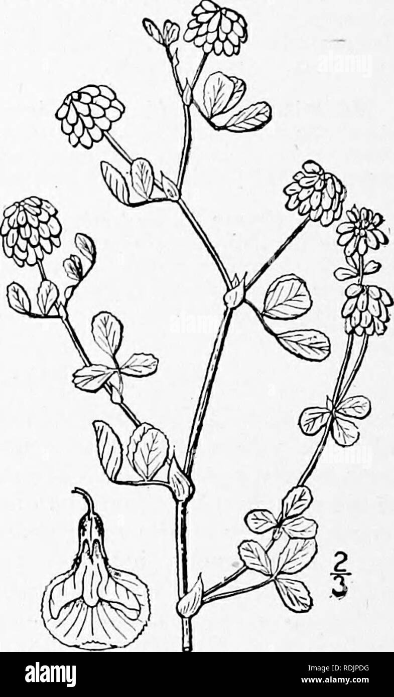 . An illustrated flora of the northern United States, Canada and the British possessions, from Newfoundland to the parallel of the southern boundary of Virginia, and from the Atlantic Ocean westward to the 102d meridian. Botany; Botany. I. Trifolium agrarium L. Yellow or Hop- clover. Fig. 2474. Trifolium agrarium L, Sp. PI. 772, 1753. ?r. aureum Poll. Hist. PI. Palat. 2: 344. 1777. Glabrous or slightly pubescent, annual, ascending, branched, 6'-i8' high. Leaves petioled ; stipules linear- lanceolate, acuminate, 4&quot;-?&quot; long, adnate to the pe- tiole for about one-half its length; leafle Stock Photo