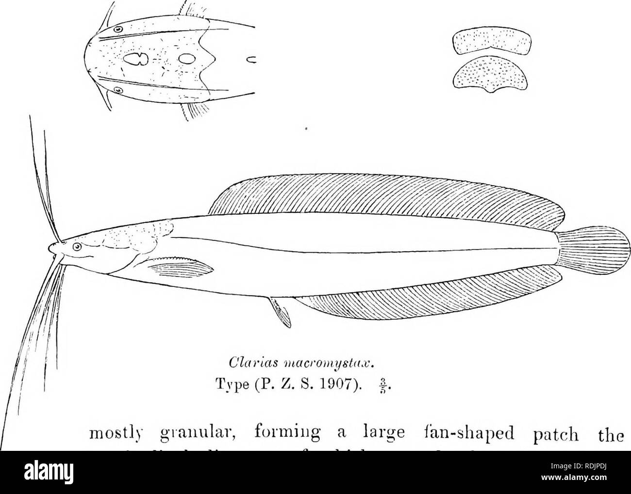 . Catalogue of the fresh-water fishes of Africa in the British museum (Natural history) ... Fishes; Freshwater animals. 2-5G SILUEID.E. 24. CLARIAS MACROMYSTAX. Giinth. Cat. Fish. v. p. 17 (1864) ; Bouleng. Proc. Zool. Soc. 1907, p. 1084, fig. Depth of body 6^ times in total length, length of head 4 times. Head 1J as long as broad, finely granulate above; occipital process angular; frontal fontanelle oval, not quite twice as long as broad; occipital fontanelle smaller, in advance of occipital process; eye small, its diameter 3 times in length of snout, 5| times in interorbital width, which equ Stock Photo