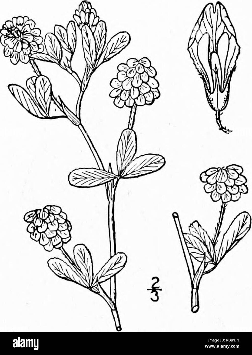. An illustrated flora of the northern United States, Canada and the British possessions, from Newfoundland to the parallel of the southern boundary of Virginia, and from the Atlantic Ocean westward to the 102d meridian. Botany; Botany. 354 FABACEAE. Vol. II.. I. Trifolium agrarium L. Yellow or Hop- clover. Fig. 2474. Trifolium agrarium L, Sp. PI. 772, 1753. ?r. aureum Poll. Hist. PI. Palat. 2: 344. 1777. Glabrous or slightly pubescent, annual, ascending, branched, 6'-i8' high. Leaves petioled ; stipules linear- lanceolate, acuminate, 4&quot;-?&quot; long, adnate to the pe- tiole for about one Stock Photo