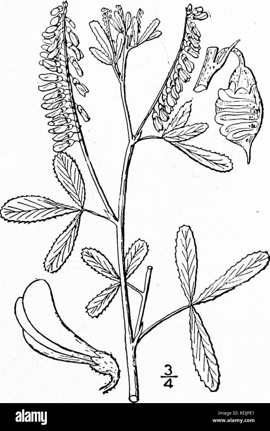 . An illustrated flora of the northern United States, Canada and the British possessions, from Newfoundland to the parallel of the southern boundary of Virginia, and from the Atlantic Ocean westward to the 102d meridian. Botany; Botany. Genus ii. PEA FAMILY. 353 Melilotus altissima Thuill, a European species with narrow, nearly entire leaflets, and pubes- cent pods, has been found on ballast at Atlantic ports. 2. Melilotus officinalis (L.) Lam. Yellow Melilot. Yellow Millet. Fig. 2473. Trifolium Melilotus officinalis L. Sp. PI. 765. 1753. Melilotus vulgaris Hill. Brit. Herb. 308. 1756. Melilot Stock Photo