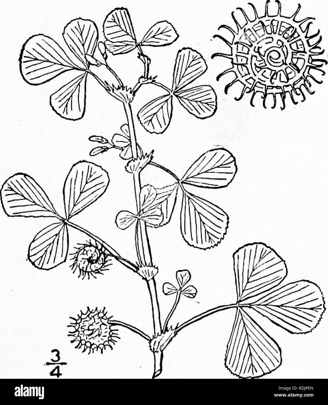 . An illustrated flora of the northern United States, Canada and the British possessions, from Newfoundland to the parallel of the southern boundary of Virginia, and from the Atlantic Ocean westward to the 102d meridian. Botany; Botany. 3. Medicago hispida Gaertn. Toothed Medic. Bur Clover. Fig. 2470. Medicago hispida Gaertn. Fr. &amp; Sem. 2: 349. 1791. Medicago denticulata Willd. Sp. Ph 3: 1414. 1803. Annual, branched at the base, the branches spreading or ascending, glabrous or with a few appressed hairs. Leaves petioled ; leaflets obovate, rounded, emarginate or obcordate, cuneate, crenu-  Stock Photo