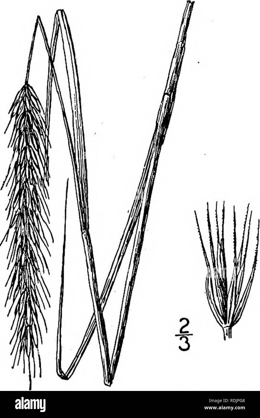 . An illustrated flora of the northern United States, Canada and the British possessions, from Newfoundland to the parallel of the southern boundary of Virginia, and from the Atlantic Ocean westward to the 102d meridian. Botany; Botany. Genus 106. GRASS FAMILY. 291 7. Elymus jejunus (Ramaley) Rydb. Western Wild Rye. Fig. 706. Elymus virginicus jejunus Ramaley, Minn. Bot. Stud. 1: 114. 1894. Elymus jejunus Rydb. Bull. Torr. Club 36: 539- 1909. Culms 2°-4° tall, slender, smooth and glabrous; sheaths smooth and glabrous; blades rough, flat, up to 8' long and 5&quot; wide; spikes i¥-4' long, S&quo Stock Photo