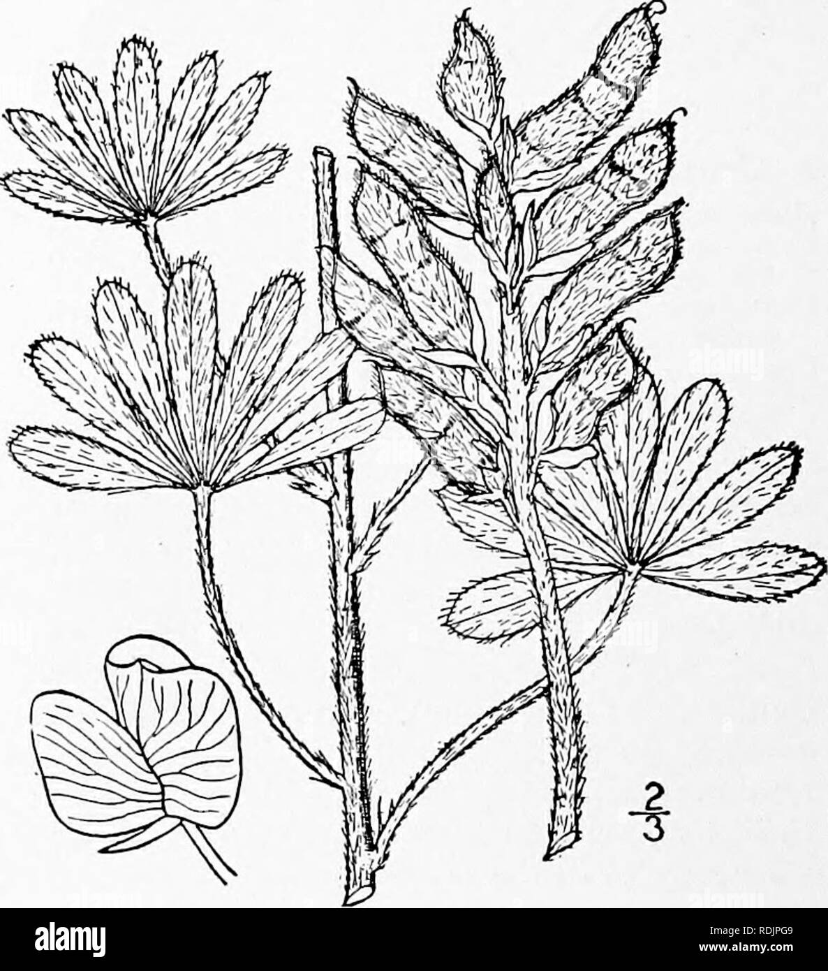 . An illustrated flora of the northern United States, Canada and the British possessions, from Newfoundland to the parallel of the southern boundary of Virginia, and from the Atlantic Ocean westward to the 102d meridian. Botany; Botany. 3. Lupinus decumbens Torr. Fig. 2463. Silvery Lupine. Lupiuiis decumbens Torr. Ann. Lye. N. Y. 2 : 191. 1826. Perennial, rather shrubby, bushy-branched, i°-2° high, finely and densely silky-pubescent with appressed hairs, the leaves becoming glabrous on tjhe upper side. Petioles slender, equalling or the lower exceeding the leaves; stipules minute, subulate; le Stock Photo