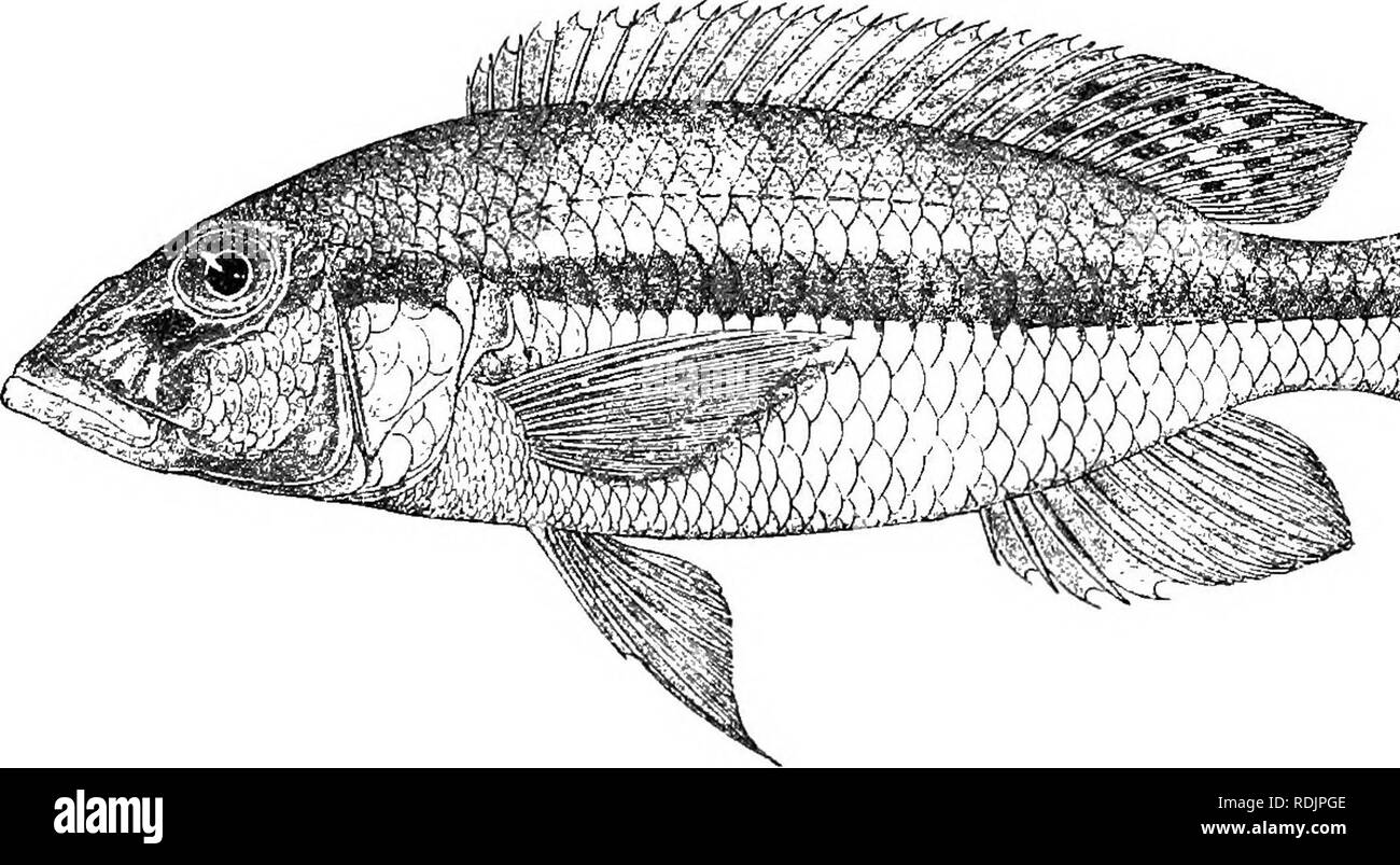 . Catalogue of the fresh-water fishes of Africa in the British museum (Natural history) ... Fishes; Freshwater animals. 360 CICHLID.E. 41. PARATILAPIA DIMIDIATA. CiLromis lateristriga, part., Giinth. Proc. Zool. Soc. 1864, p. 312. Hemichromis dimidiatus, Giinth. t. c. p. 313. Paratilapia dimidiata, Boule.ng. Proc. Zool. Soc. 1898, p. 14o ; Pellegr. Mem. Soc. Zool. France, xvi. 1904, p. 264. Depth of body 3 to 3^ times in total length, length of head 2f to 3 times. Head 2^ to 2^ times as long as broad, with straight or slightly curved upper profile; lower jaw projecting; snout rounded, as long  Stock Photo