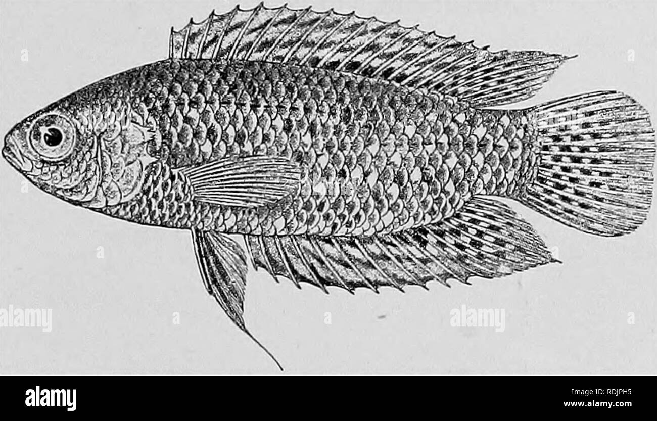 . Catalogue of the fresh-water fishes of Africa in the British museum (Natural history) ... Fishes; Freshwater animals. AN ABAS. 8. Ad. 9-10. Ad. &amp; hgr. 11. Ad. 12-14, 15. Ad. &amp; h: 16. Ad. Lebuzi R. (Chiloango) at Kuka Muno. Banana, Lower Congo. Manyanga, „ Monsembe, Upper Congo. Upper Congo. Dr. W. J. Ansorge (C). Capt. Wilverth (C). Rev. J. H. Weeks (P.). Brussels University. Fig. 33.. Aiiabas conr/isus. Type. 7. ANABAS CONGICUS. Ctenopoma congicum, Bonleng. Ann. &amp; Mag. N. H. (5) xix. 1887, p. 148. Anabas congicus, Bouleng. Ann. &amp; Mag. N. H. (7) iii. 1899, p. 242, Poiss. Bass Stock Photo