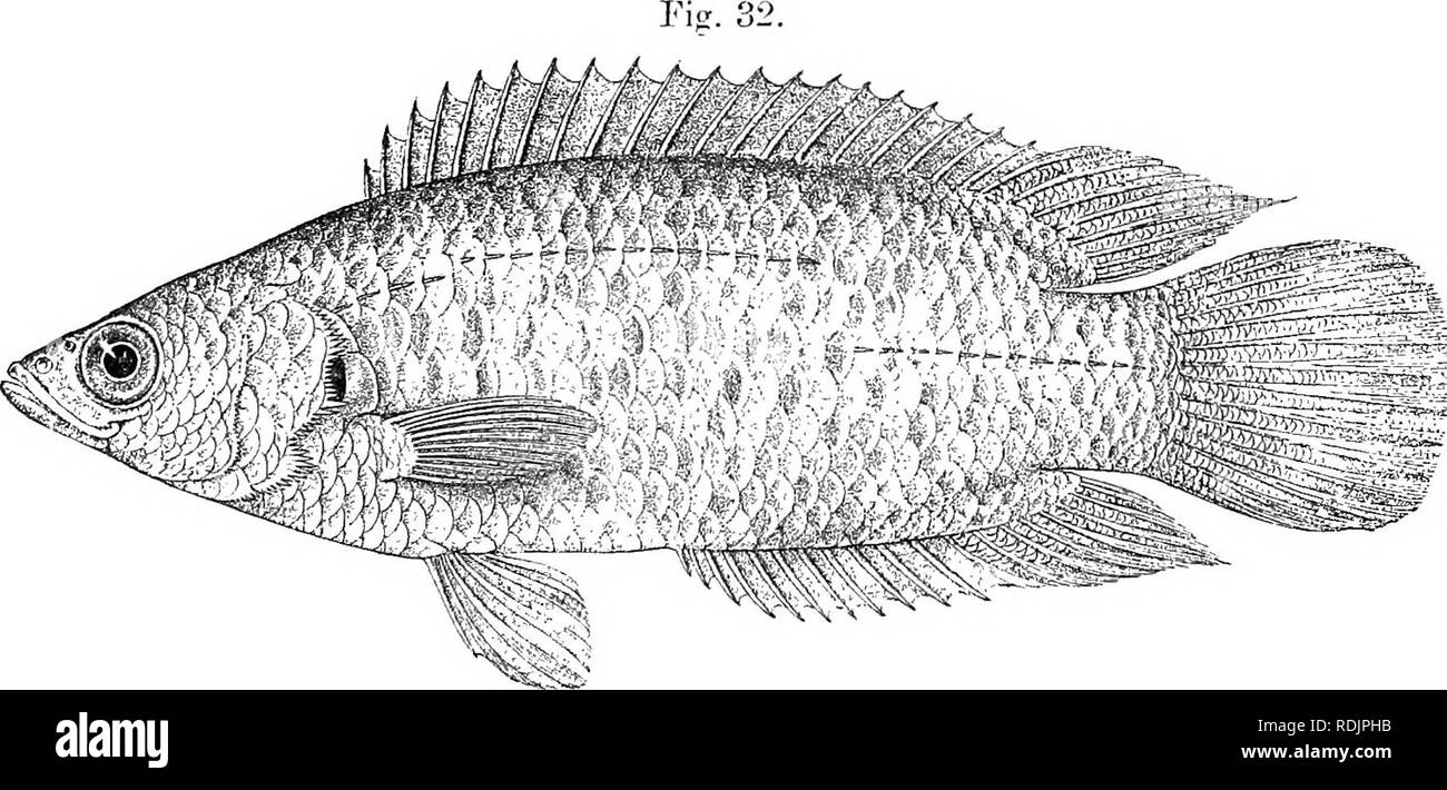 . Catalogue of the fresh-water fishes of Africa in the British museum (Natural history) ... Fishes; Freshwater animals. ;G AXABANTID.E. extending to below centre of eye; palatine teeth present; praeorbital entire or feebly denticulate behind ; angle of prseoperculum feebly serrated in adult; strong spines on interoperculum, suboperculum, and operculum ; latter with a deep notch, and another between it and the suboperculum. 6 or 7 very short gill-rakers on lower part of anterior arch. Dorsal XIX-XX 9-10; spines subequal from the fourth or fifth,. Anahas nigropannosiis. Type of C'tenopoma (/abon Stock Photo