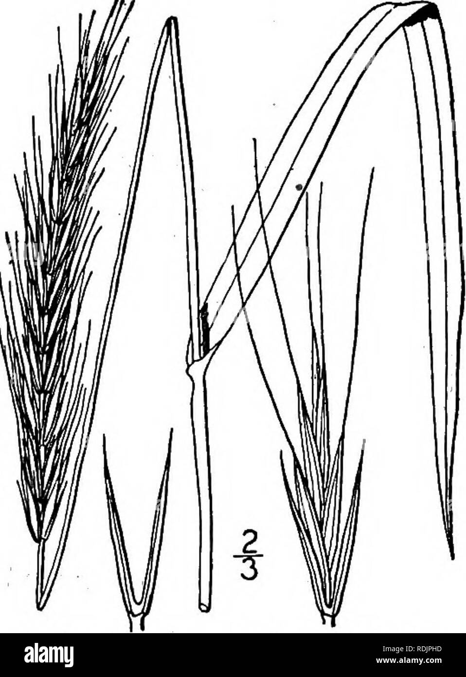. An illustrated flora of the northern United States, Canada and the British possessions, from Newfoundland to the parallel of the southern boundary of Virginia, and from the Atlantic Ocean westward to the 102d meridian. Botany; Botany. Empty scales narrowly subulate. Spikelets hirsute. 15. E.striatus. Spikelets glabrous or hispidulous. 16. E. arkansanus. Empty scales variable in length, from a short point to longer than the spikelet, even in the same spike. 17. E. diversiglumis. i. Elymus Macounii Vasey. Macoun's Wild Rye. Fig. 700. Elymus Macounii Vasey, Bull. Torr. Club 13: 119. 1886. Culms Stock Photo