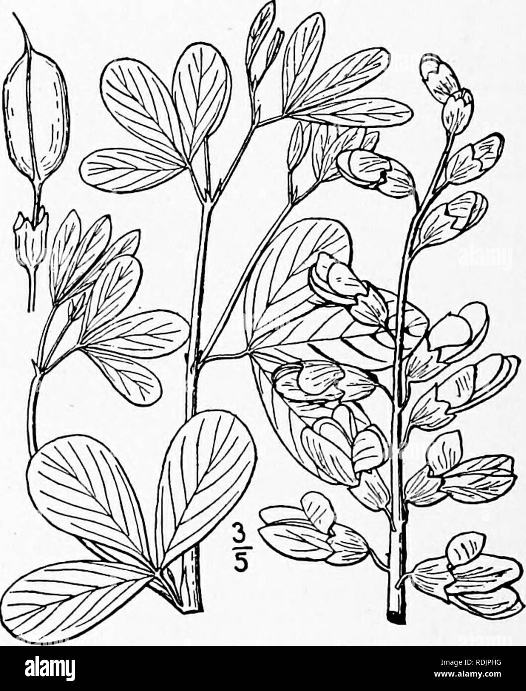. An illustrated flora of the northern United States, Canada and the British possessions, from Newfoundland to the parallel of the southern boundary of Virginia, and from the Atlantic Ocean westward to the 102d meridian. Botany; Botany. FABACEAE. Vol. II. 5. Baptisia alba (L.) R. Br. White Wild Indigo. Fig. 2457. Crotalaria alba L. Sp. PI. 716. 1753. Baptisia alba R. Br. in Ait. Hort. Kew. Ed. 2, 3 : 6. 1811. Glabrous throughout, divergently branching, i°-3° high. Leaves petioled, 3-foliolate; petioles slender, 3&quot;-9&quot; long; leaflets oblong or oblanceolate, narrowed at the base, obtuse Stock Photo