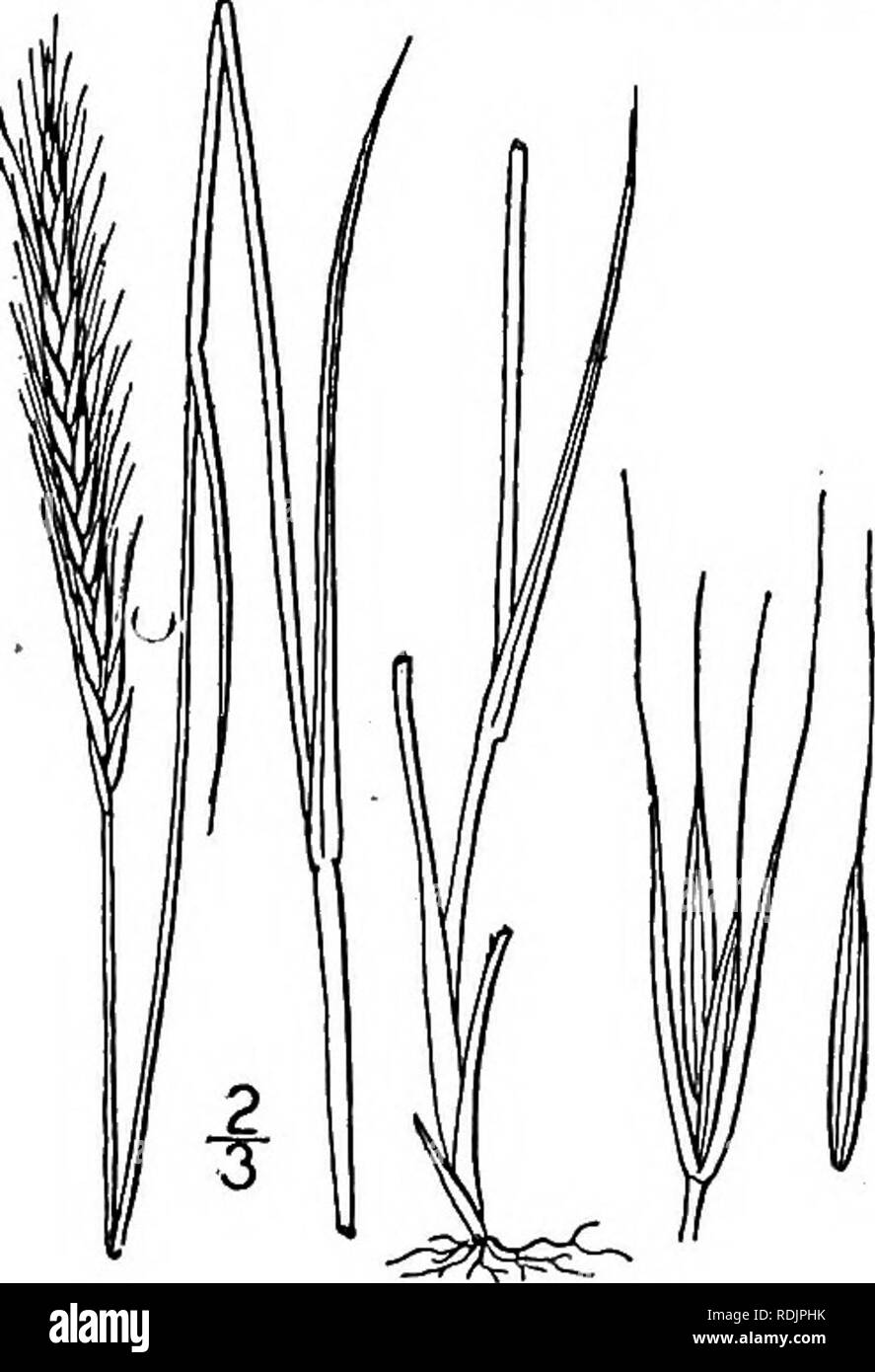 . An illustrated flora of the northern United States, Canada and the British possessions, from Newfoundland to the parallel of the southern boundary of Virginia, and from the Atlantic Ocean westward to the 102d meridian. Botany; Botany. Genus 106. GRASS FAMILY. 289. Empty scales narrowly subulate. Spikelets hirsute. 15. E.striatus. Spikelets glabrous or hispidulous. 16. E. arkansanus. Empty scales variable in length, from a short point to longer than the spikelet, even in the same spike. 17. E. diversiglumis. i. Elymus Macounii Vasey. Macoun's Wild Rye. Fig. 700. Elymus Macounii Vasey, Bull. T Stock Photo