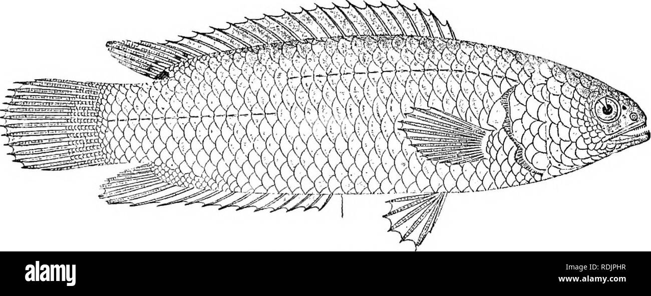 . Catalogue of the fresh-water fishes of Africa in the British museum (Natural history) ... Fishes; Freshwater animals. AXABANTIU^. 1| times as deep as long, the distance between dorsal and caudal about ^ length of head. Scales rugose and strongly ctenoid, 31- 35 |Â§; lateral lines ^;|. Olive or green a,bove, with or without black spots or with rather indistinct dark vertical bars, whitish beneath ; soft dorsal spotted with blackish. Total length 140 millim. Bechuanaland, Zambesi Basin, Lakes Bangwelu and Mweru, Uelle.â Types in Berlin Museum. Prof. W.Peters (P.). Rev. F. A. Rogers and E. C. C Stock Photo