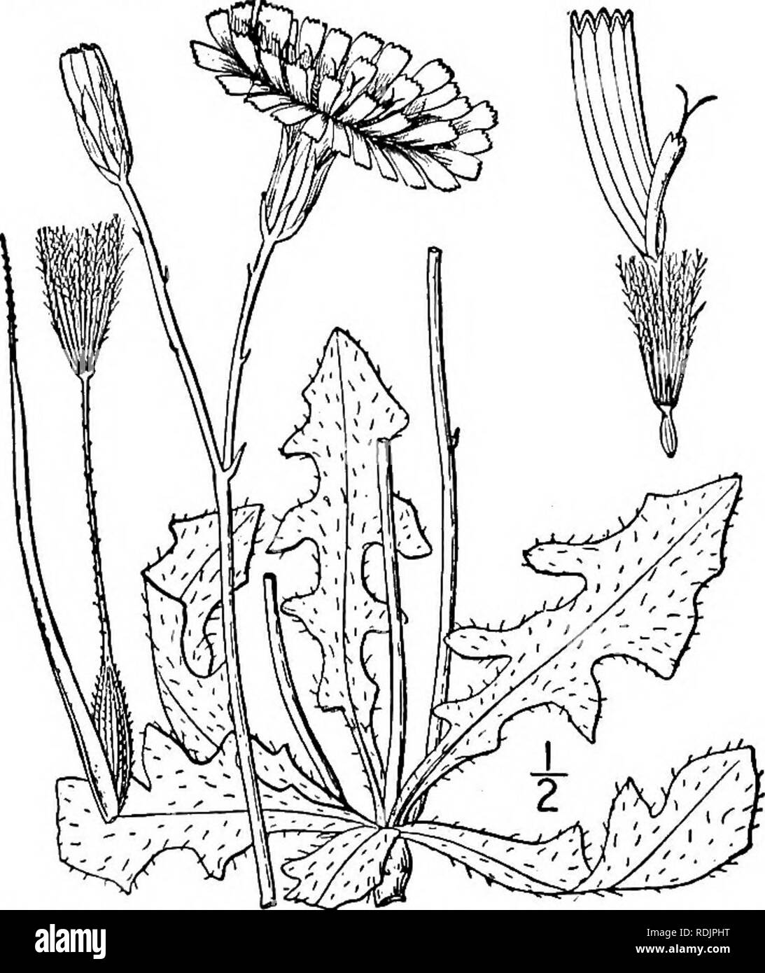 . An illustrated flora of the northern United States, Canada and the British possessions, from Newfoundland to the parallel of the southern boundary of Virginia, and from the Atlantic Ocean westward to the 102d meridian. Botany; Botany. 1. Arnoseris minima (L.) Dumort. Lamb Succory. Fig. 4049. Hyoseris minima L. Sp. PI. 879. 1753. Arnoseris pusilla Gaertn. Fr. &amp; Sem. 2: 355. 1791. Arnoseris minima Dumort. Fl. Belg. 63. 1827. Scapes slender, 3'-i2' high, leafless, simple, or with 1-4 branches mostly above the middle, gradually thickened and hollow upward for a space of an inch or more below Stock Photo