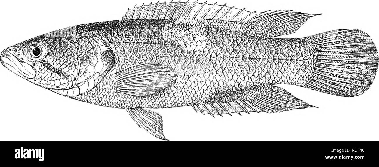 . Catalogue of the fresh-water fishes of Africa in the British museum (Natural history) ... Fishes; Freshwater animals. .-2 ANABA^'TID.E. as deep as long, the distance between dorsal and caudal about i length of head. Scales rugose, partly cycloid, partly ctenoid, 27-29 jqih â &gt; lateral lines '^. Brown above, lighter beneath, often spotted all over with black; blackish lines radiating from the eye ; spinous dorsal with black markings; lobe between opercular spines black. Total length 120 millim. Port Elizabeth, Cape Colony. l-:5. Types. I'ort; ElizaLeth. 4-6. Types. -, 7-10. Types. II. Skel Stock Photo