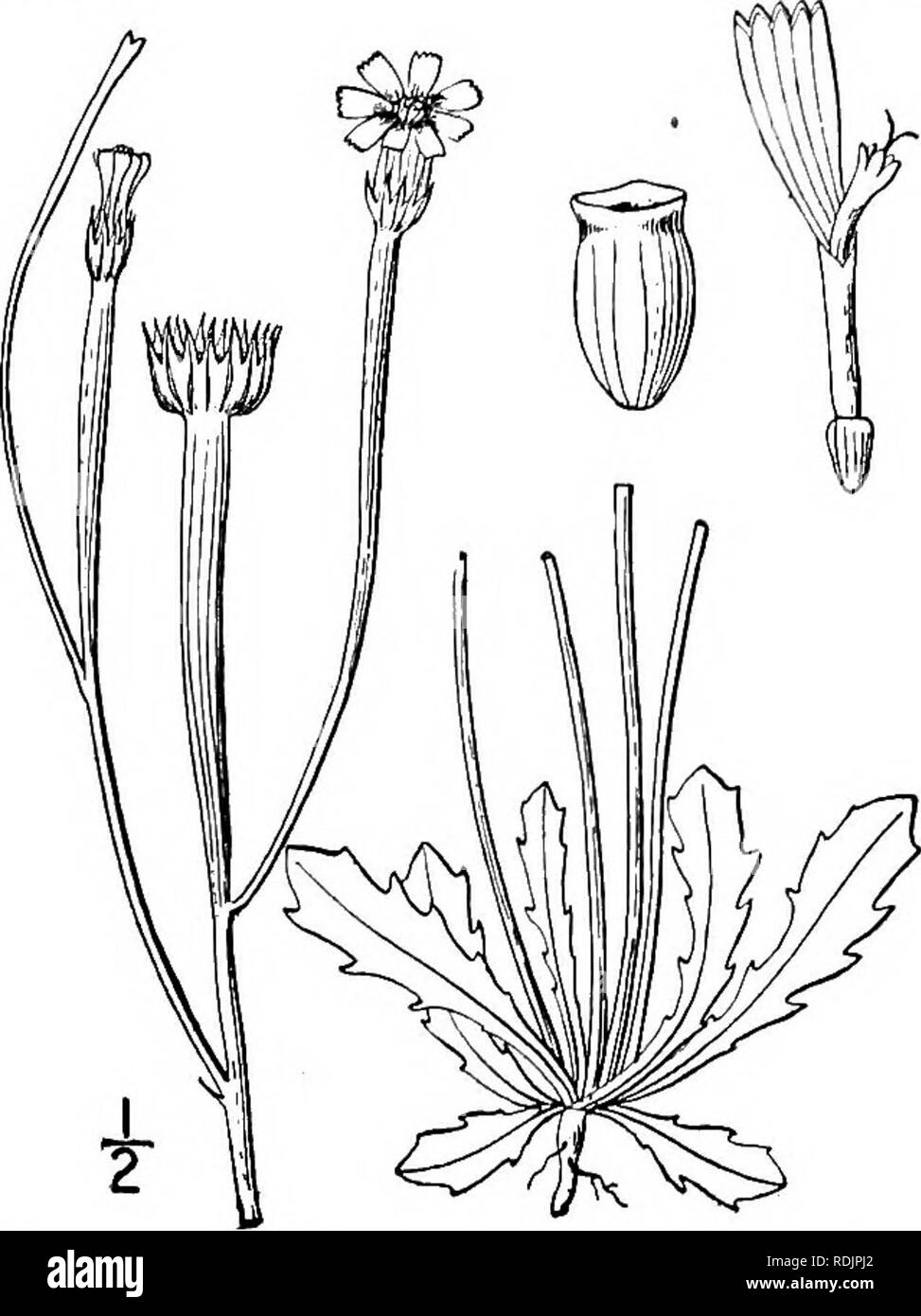 . An illustrated flora of the northern United States, Canada and the British possessions, from Newfoundland to the parallel of the southern boundary of Virginia, and from the Atlantic Ocean westward to the 102d meridian. Botany; Botany. Genus 7. CHICORY FAMILY. 3°9. 1. Arnoseris minima (L.) Dumort. Lamb Succory. Fig. 4049. Hyoseris minima L. Sp. PI. 879. 1753. Arnoseris pusilla Gaertn. Fr. &amp; Sem. 2: 355. 1791. Arnoseris minima Dumort. Fl. Belg. 63. 1827. Scapes slender, 3'-i2' high, leafless, simple, or with 1-4 branches mostly above the middle, gradually thickened and hollow upward for a  Stock Photo