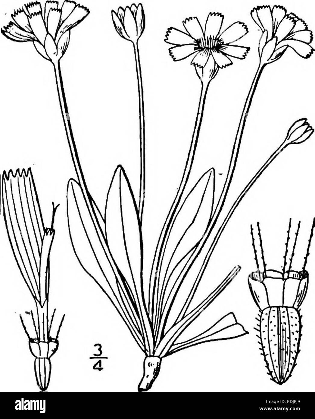 . An illustrated flora of the northern United States, Canada and the British possessions, from Newfoundland to the parallel of the southern boundary of Virginia, and from the Atlantic Ocean westward to the 102d meridian. Botany; Botany. 2. Cynthia Dandelion (L.) DC. Dwarf Dandelion or Goatsbeard. Fig. 4047. Tragopogon Dandelion L. Sp. PI. Ed. 2, nil. 1763. Krigia Dandelion Nutt. Gen. 2: 127. 1818. Cynthia Dandelion DC. Prodr. 7: 89. 1838. Adopogon Dandelion Kuntze, Rev. Gen. PI. 304. 1891. Perennial, acaulescent, glabrous and some- what glaucous; scape 6-18' high, slender leaf- less, with a si Stock Photo