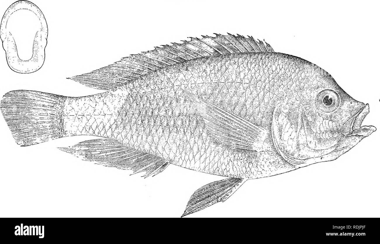 . Catalogue of the fresh-water fishes of Africa in the British museum (Natural history) ... Fishes; Freshwater animals. PAEATILAPIA. 349 30. PARATILAPIA POLYODON. Bouleng. Ann. Mns. Geneva, (3) iv. 1900, p. 306, fig., and v. 1911, p. G8. Depth of body 2^ times in total length, length of head 3 times. Head nearly twice as long as broad ; snout with concave upper profile, broader than long, slightly longer than eye, which is 4 times in length of head, 1^ times in interorbital width, and exceeds pva^orbital depth ; mouth oblique, with thick lips, extending to below anterior border of Fig. 236.. P Stock Photo