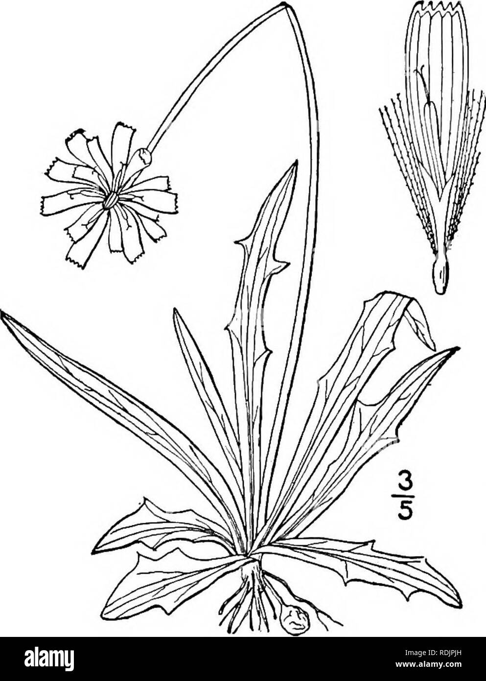 . An illustrated flora of the northern United States, Canada and the British possessions, from Newfoundland to the parallel of the southern boundary of Virginia, and from the Atlantic Ocean westward to the 102d meridian. Botany; Botany. 3o8 CICHORIACEAE. Vol. III.. 2. Cynthia Dandelion (L.) DC. Dwarf Dandelion or Goatsbeard. Fig. 4047. Tragopogon Dandelion L. Sp. PI. Ed. 2, nil. 1763. Krigia Dandelion Nutt. Gen. 2: 127. 1818. Cynthia Dandelion DC. Prodr. 7: 89. 1838. Adopogon Dandelion Kuntze, Rev. Gen. PI. 304. 1891. Perennial, acaulescent, glabrous and some- what glaucous; scape 6-18' high,  Stock Photo