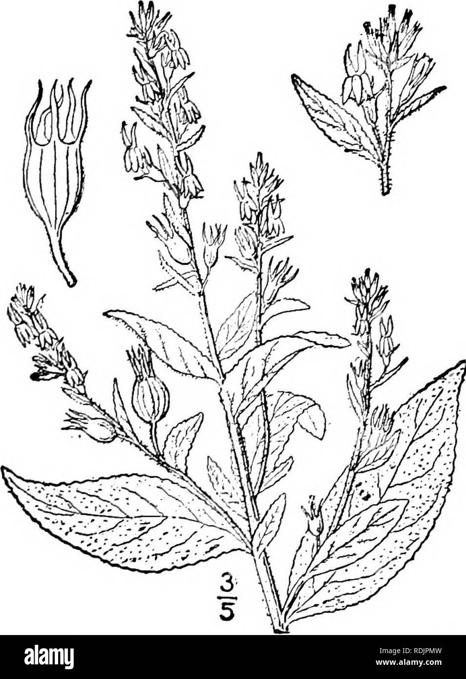 . An illustrated flora of the northern United States, Canada and the British possessions, from Newfoundland to the parallel of the southern boundary of Virginia, and from the Atlantic Ocean westward to the 102d meridian. Botany; Botany. Genus i. LOBELIA FAMILY 10 Lobelia leptostachys A. DC. Spiked Lobelia. Fig. 4037. Lobelia leptostachys A. DC. Prodr. 7: 376. 1839. Similar to the preceding species; stem usually stouter, puberulent or glabrous, 2°-4° high. Basal leaves oval or obovate, obtuse; stem leaves spatu- late, oblong, or lanceolate, obtuse, sometimes slightly scabrous, denticulate or en Stock Photo