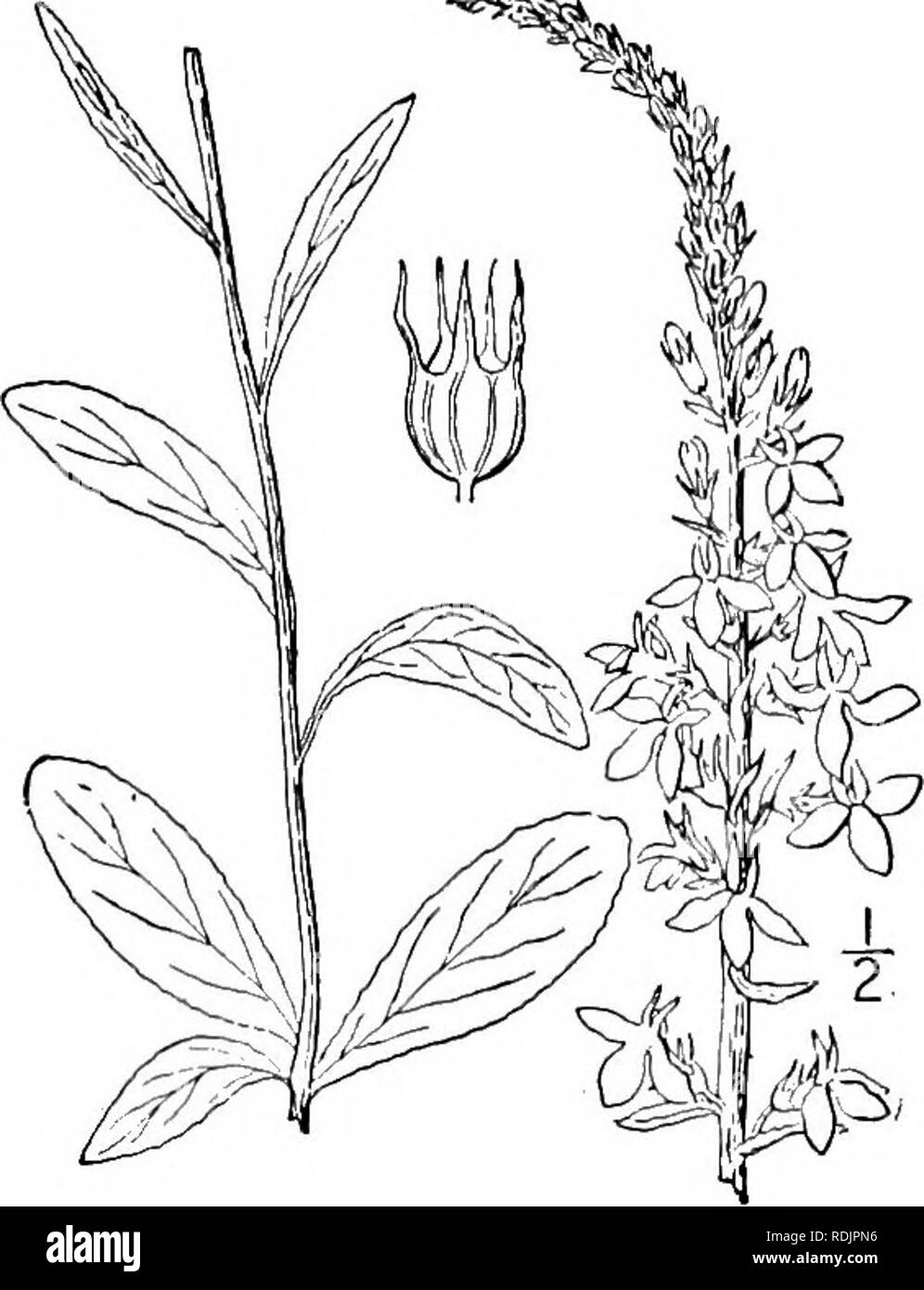 . An illustrated flora of the northern United States, Canada and the British possessions, from Newfoundland to the parallel of the southern boundary of Virginia, and from the Atlantic Ocean westward to the 102d meridian. Botany; Botany. Lobelia spicata Lam. Pale Spiked Lobelia. Fig. 4036.. Lobelia spicata Lam. Encycl. 3: 587. 1789. L. spicata hirtella A. Gray, Syn. Fl. 2: 6. 1878. L. spicata parviflora A. Gray, Syn. Fl. 2: 6. 1878. Perennial or biennial, puberulent, smooth or roughish; stem strict, simple, leafy, i°-4° high. Leaves thickish, pale green, repand-dentate, crenulate, or entire, th Stock Photo