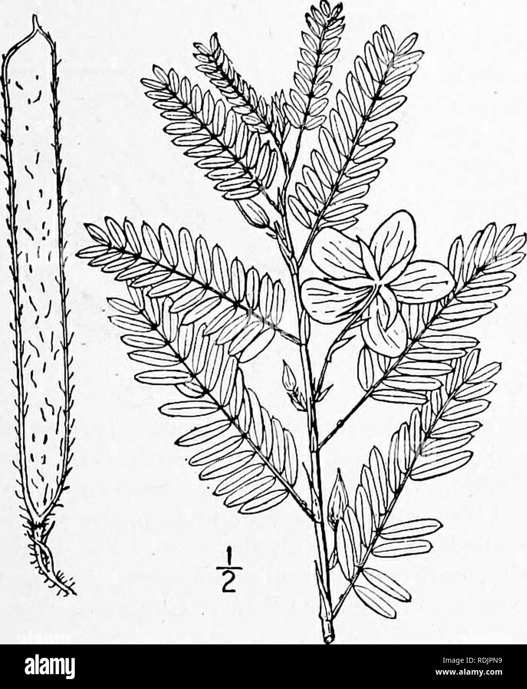 . An illustrated flora of the northern United States, Canada and the British possessions, from Newfoundland to the parallel of the southern boundary of Virginia, and from the Atlantic Ocean westward to the 102d meridian. Botany; Botany. 2. Chamaecrista fasciculata (Michx.) Greene. Partridge Pea. Large-flowered Sensitive Pea. Prairie Senna. Fig. 2442. Cassia fasciculata Michx. Fl. Bor. Am. i : 262. 1803. Cassia Chamaecrista robusta Pollard, Mem. Torr. Club 21 : 218. 1894. Chamaecrista fascicularis Greene, Pittonia 3 : 242. 1897. C. fasciculata Greene ; Pollard in Small, Fl. SE. U. S. 587. 1903. Stock Photo
