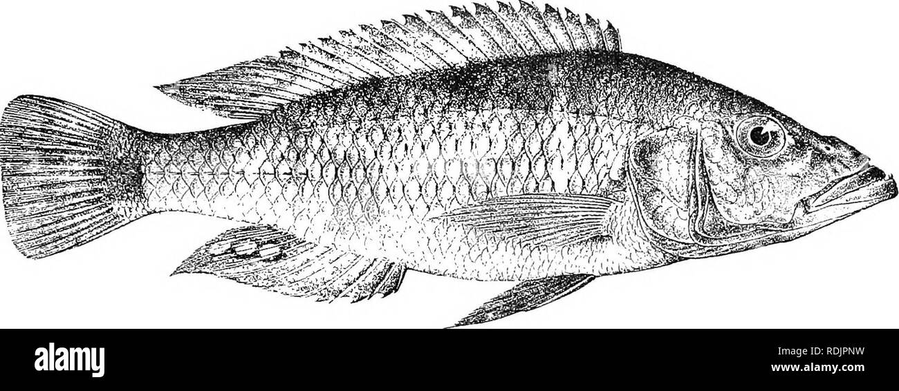 . Catalogue of the fresh-water fishes of Africa in the British museum (Natural history) ... Fishes; Freshwater animals. PAEATILAPIA. 333 Caudal peduncle 1| to 2 times as long as deep. Scales feebly den- ticulate, 33-40 yrsal lateral lines ^&quot;j^^&quot;. Olive to emerald-green above, silvery white beneath, with or without a blackish lateral band, or uniform dark brown; a small blackish opercular spot; d(;rsal and caudal fins grey to dark brown, sometimes with small round darker Fig. 223.. Paratilapia longirostris. Bunjako (F. N.). f. spots; ventral fin yellow in the female, black in tlie mal Stock Photo