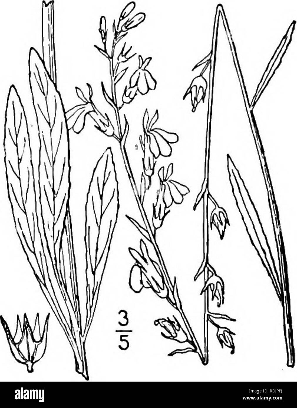 . An illustrated flora of the northern United States, Canada and the British possessions, from Newfoundland to the parallel of the southern boundary of Virginia, and from the Atlantic Ocean westward to the 102d meridian. Botany; Botany. 3. Lobelia cardinalis L. Cardinal-flower. Red Lobelia. Red Betty. Fig. 4030. Lobelia cardinalis L. Sp. PI. 930. 1753. Perennial by offsets; stem slightly pubescent, or glabrous, leafy, simple or rarely branched, 2°-4i° high. Leaves oblong, oval, ovate-lanceolate, or lanceolate, thin, glabrous or sparingly pubescent, 2'-6' long, i'-ii' wide, acuminate or acute a Stock Photo