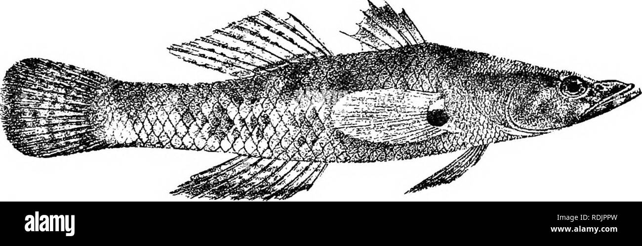 . Catalogue of the fresh-water fishes of Africa in the British museum (Natural history) ... Fishes; Freshwater animals. ELEOTEIS. 11 Eleotris Initis, Cantor, Cat. Mai. Fish. p. 19G (1850) ; Giintli. Cat. Fish. iii. p. IIG (1861) ; Playf. &amp; Giinth. Fish. Zanzib. p. 73 (1860); Day, Fish. Ind. p. 315, pi. Ixvii. fig. 3 (1876) ; Steind. Sitzb. Ak. Wien, Ixxxii. i. 1881, p. 241. FJeoUis melanopterus, Bleek. Nat. Tijdschr. Nederl. Ind. iii. 1852, p. 706. Biitis melanopterus, Bleek. Nederl. Tijdschr. Dierk. ii. 18G5, p. 150. Butis hittis, Bleek. Versl. Ak. Anasterd. (2) xi. 1877, p. 62. Eleotris  Stock Photo