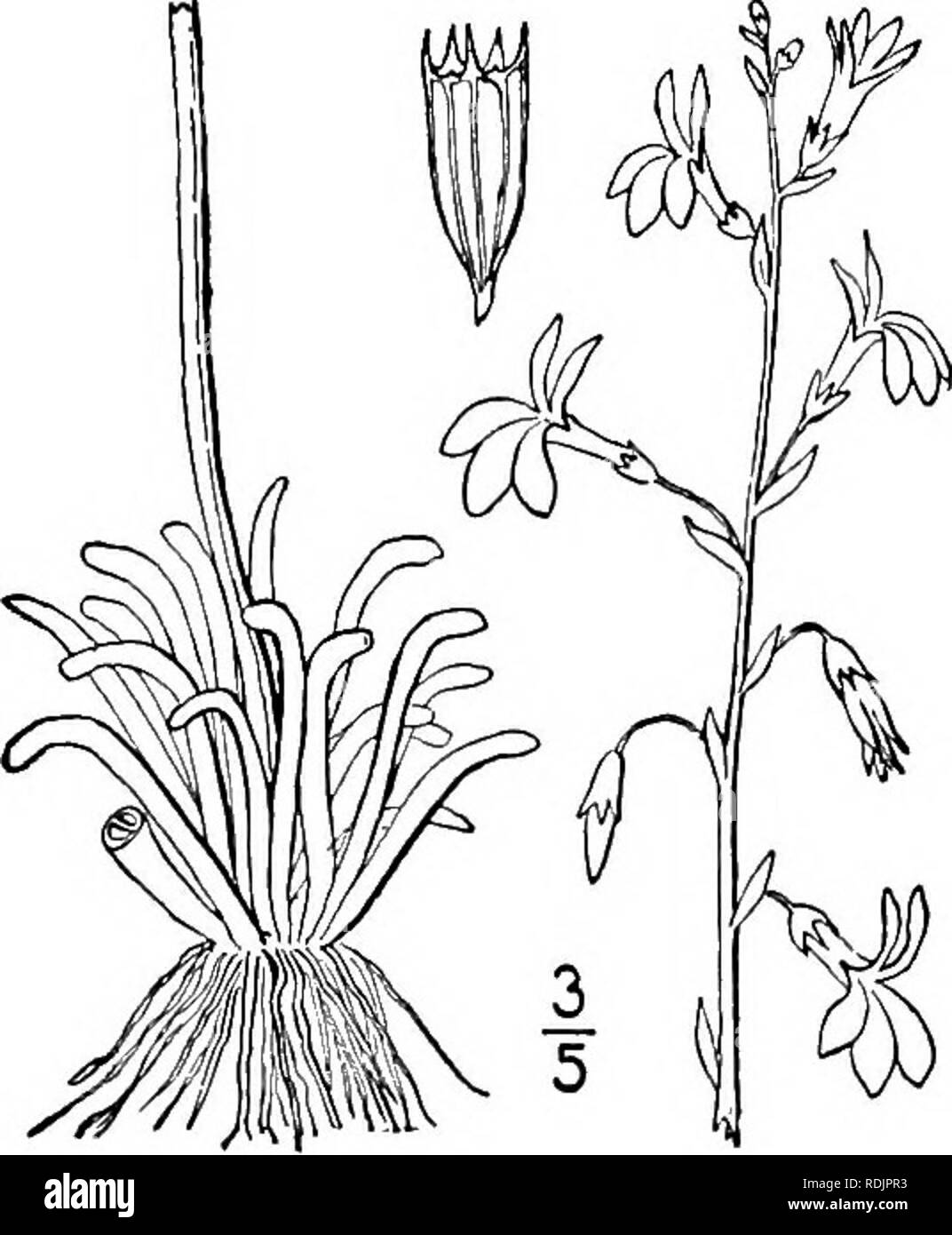 . An illustrated flora of the northern United States, Canada and the British possessions, from Newfoundland to the parallel of the southern boundary of Virginia, and from the Atlantic Ocean westward to the 102d meridian. Botany; Botany. 3°° LOBELIACEAE. Vol. III. 2. Corolla-tube only 2&quot;4&quot; long. Stems mostly simple ; flowers in terminal spike-like racemes. Sinuses of the calyx without auricles. Sinuses of the calyx with reflexed subulate auricles. Stems mostly paniculately branched; flowers in loose racemes. Stem stout, pubescent; leaves ovate or oblong, dentate. Stems slender, glabr Stock Photo