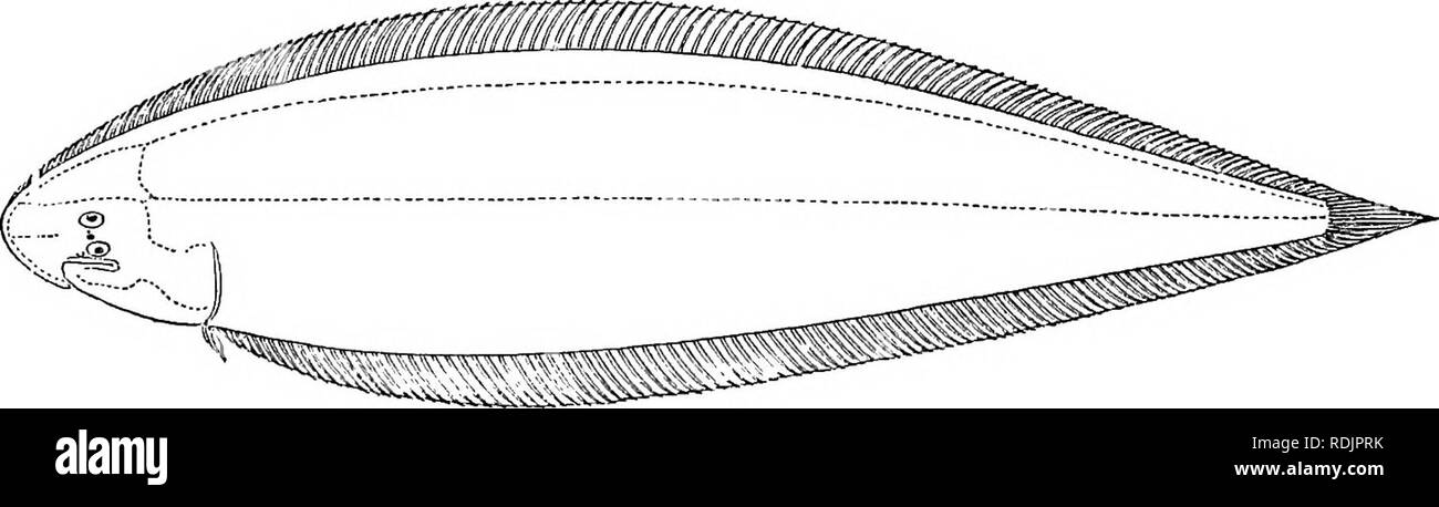 . Catalogue of the fresh-water fishes of Africa in the British museum (Natural history) ... Fishes; Freshwater animals. PLEUROXECTID^. 1. CYNOGLOSSUS SENEGALENSIS. Arelia senegalensis, Kanp, t. c. p. 108. Cijnoglossus senegalensis, Giinth. t. c. p. 502; Steind, Sitzb. Ak. Wien, Ix. i. 1870, p. 977, and Notes Leyd. Mus. xvi. 1894, p. 50. Depth of body 4f to 5 times in total length, length of head 5 to 5J times. Lower eye farther back than upper, close to mouth; diameter of eye 8 to 12 times in length of head; interorbital space narrower than eye; two nostrils, one between the eyes, the other ne Stock Photo