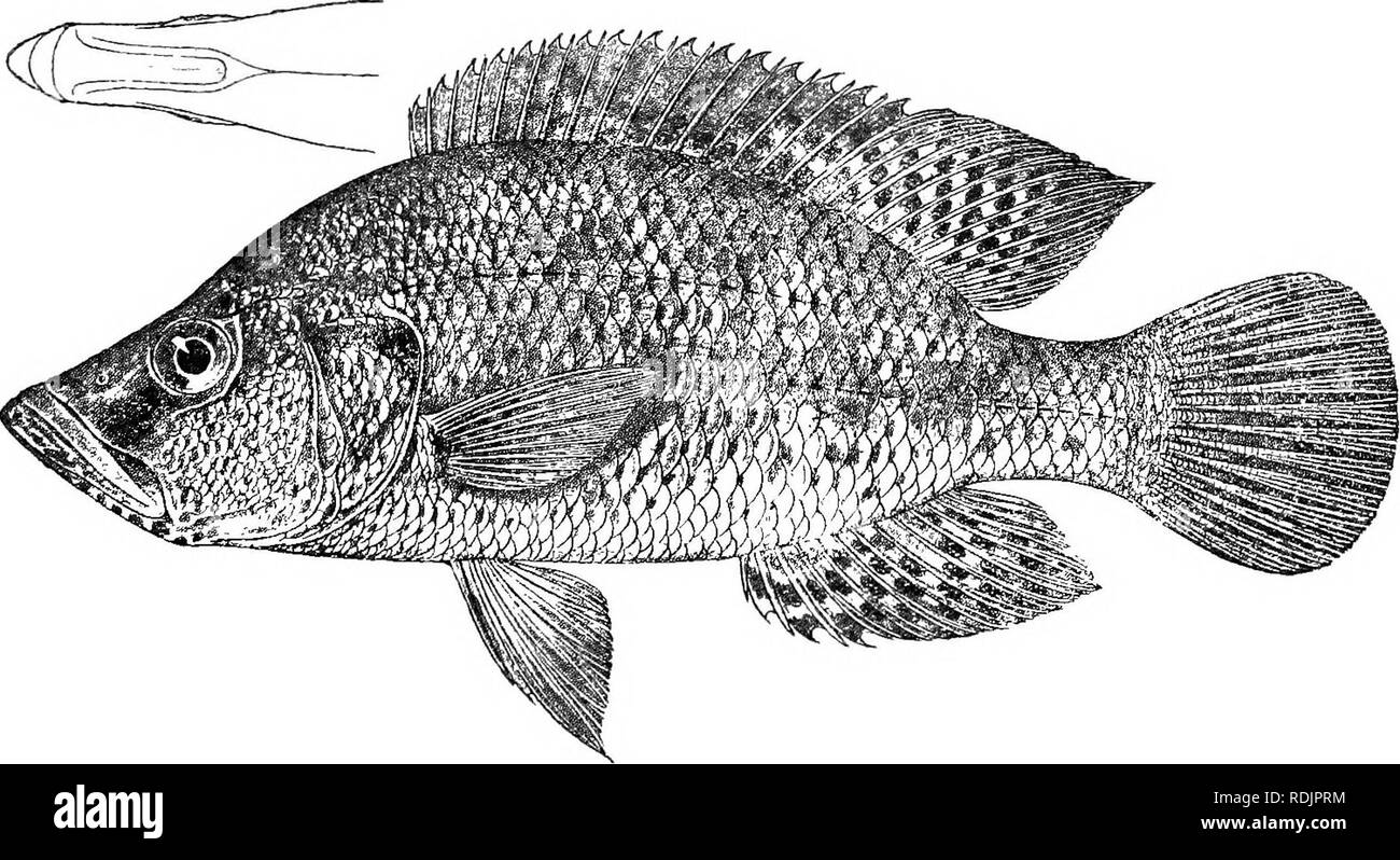 . Catalogue of the fresh-water fishes of Africa in the British museum (Natural history) ... Fishes; Freshwater animals. Farulilapia angusticejis, male. Okovango E. (Tr. Z. 8. 1911). Fiff. 214. Paratilapia angustieeps, female. Type of P. l-afuensis, Kafue E. ^. ^ s^. than interorbital Width or least depth of prseorbital; mouth very pro- tractile, extending to below anterior border or anterior fourth of eye; VOL. III. Y. Please note that these images are extracted from scanned page images that may have been digitally enhanced for readability - coloration and appearance of these illustrations may Stock Photo