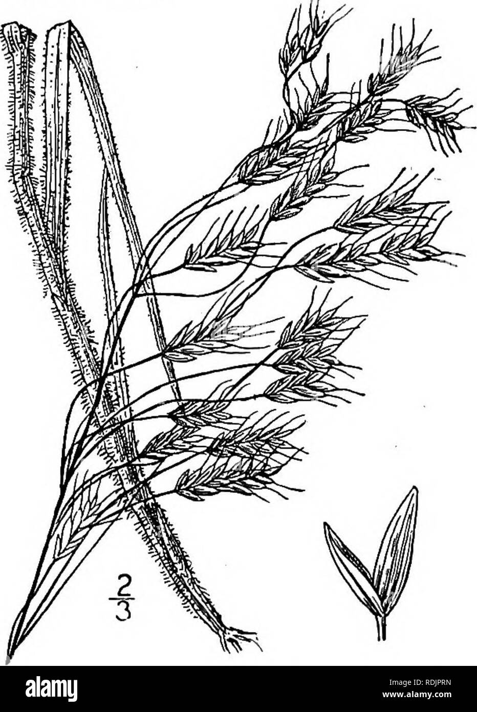 . An illustrated flora of the northern United States, Canada and the British possessions, from Newfoundland to the parallel of the southern boundary of Virginia, and from the Atlantic Ocean westward to the 102d meridian. Botany; Botany. Culms i°-ii° tall. Sheaths softly pubescent; blades up to 6' long and about 2&quot; broad, pubescent; panicle S'-8' long, diffuse, somewhat drooping;, spikelets drooping, on slender pedicels, lanceolate, io&quot;-I2&quot; long, about 2.&quot; broad, glabrous, the first scale 3-nerved, the second one 5-nerved, the flowering scales 9-nerved, 3i&quot;-4i&quot; lo Stock Photo