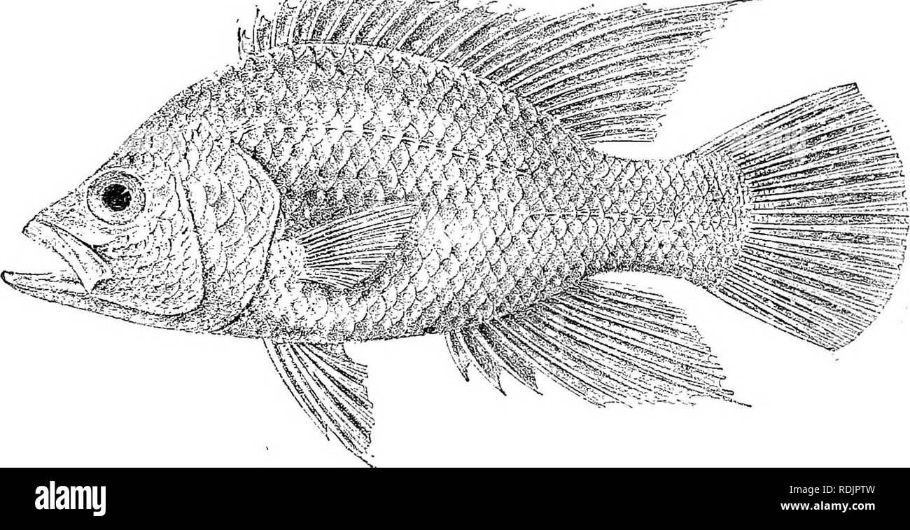 . Catalogue of the fresh-water fishes of Africa in the British museum (Natural history) ... Fishes; Freshwater animals. PAEATILAPIA. ilo 1. PAEATILAPIA POLLENI. Bleek. Versl. Ak. Amsterd. ii. 18G8, p. 307, and Poiss. Madag. p. 10, pi. v. fig. 2 (1875) ; Steind. Sitzb. Ak. Wien, Ixxxii. i. 1880, p. 247 ; Sauv. Hist. Madag., Poiss. p. 443, pi. xliv. fig. 2 (1891) ; Bouleng. Proc. Zoo!. «oc. 1898, p. 138; Pellegr. Mem. See. Zool. France, xvi. 1904, p. 257. Paracara tt/pns, Bleek. Versl. Ak. Amsterd. xii. 1878, p. 193, pi. iii. fig. 3; Sauv. op. cit. p. 438, pi. xliv a, fig. 8, &amp; c, fig. 1. Pa Stock Photo