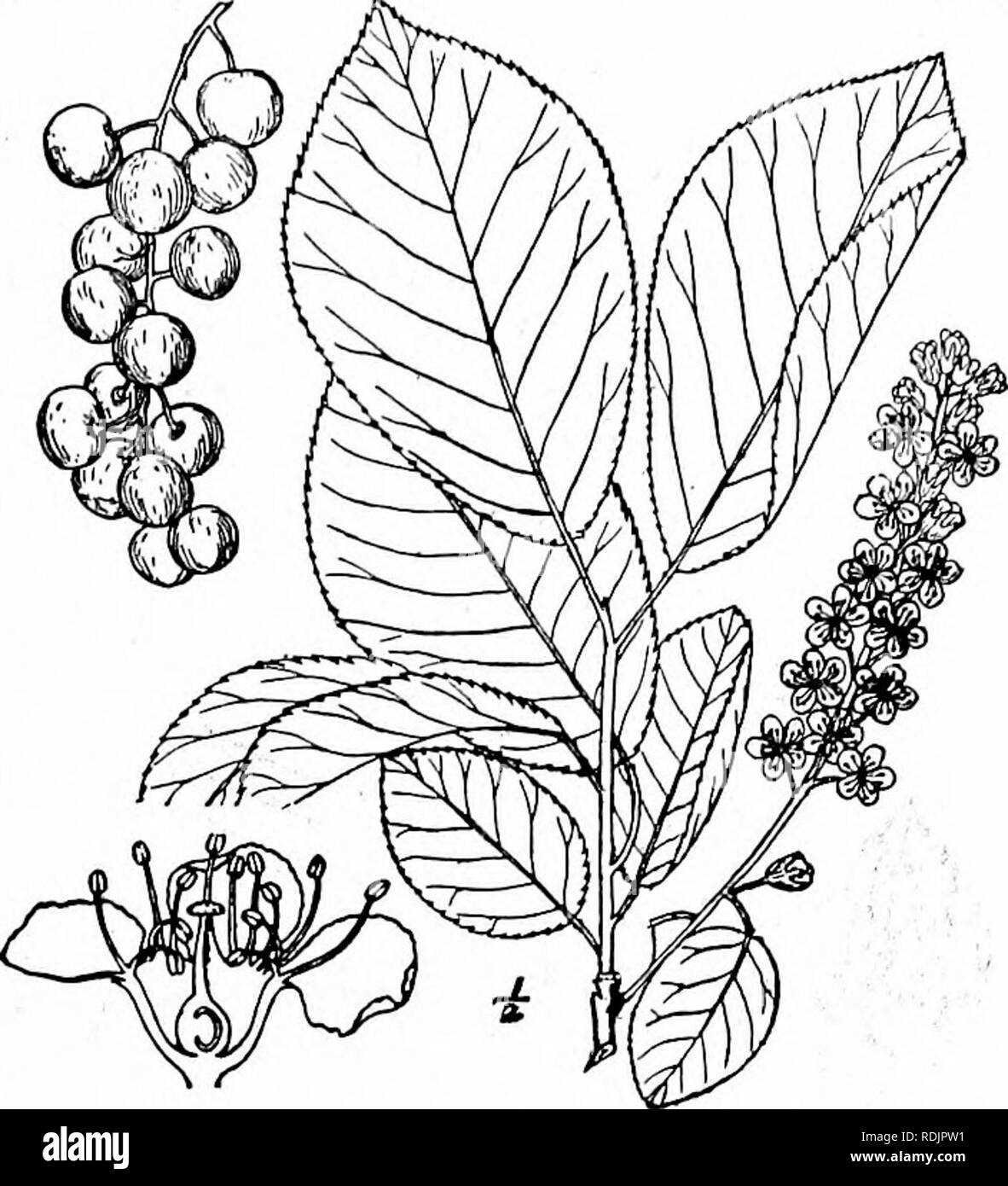 . An illustrated flora of the northern United States, Canada and the British possessions, from Newfoundland to the parallel of the southern boundary of Virginia, and from the Atlantic Ocean westward to the 102d meridian. Botany; Botany. 2. Padus melanocarpa (A. Nelson) Shafer. Rocky Mountain Wild Cherry. Fig. 2426. Cerasus demissa melanocarpa A. Nelson, Bot. Gaz. 34: 25. 1902. P. melanocarpa Shafer; Britton &amp; Shafer, N. A. Trees 504. 1908. A shrub or small tree, with greatest height of about 30° and trunk diameter of 12°, but usu- ally much smaller. Leaves glabrous, similar to those of the Stock Photo