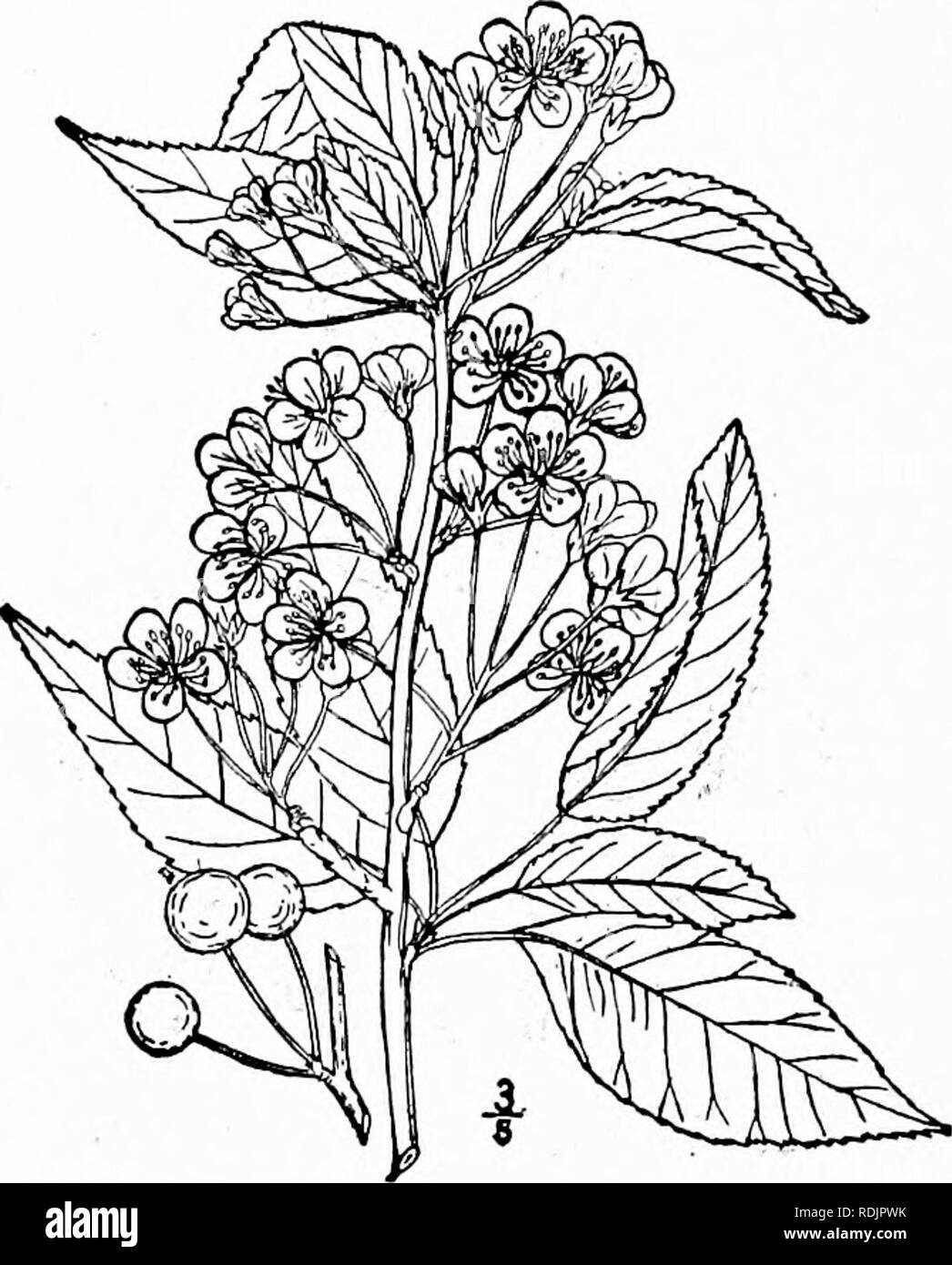 . An illustrated flora of the northern United States, Canada and the British possessions, from Newfoundland to the parallel of the southern boundary of Virginia, and from the Atlantic Ocean westward to the 102d meridian. Botany; Botany. 32S AMYGDALACEAE. Vol. II.. 15. Prunus pennsylvanica L. f. Wild Red or Pigeon Cherry. Fig. 2423. Prunus pennsylvanica L. f. Suppl. 252. 1781. Cerasus pennsylvanica Lois. Nouv. Duham. 5: 9. 1812. A small tree, with maximum height of about 35°, and trunk diameter of ii°, sometimes shrubby. Leaves oval or lanceolate, acute or acuminate at the apex, mainly rounded  Stock Photo