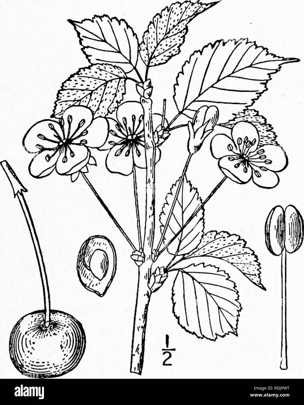 . An illustrated flora of the northern United States, Canada and the British possessions, from Newfoundland to the parallel of the southern boundary of Virginia, and from the Atlantic Ocean westward to the 102d meridian. Botany; Botany. 13. Prunus Cerasus L. Sour Cherry. Egriot. Fig. 2421. Prunus Cerasus L. Sp. PI. 474. 1753. A tree, reaching in cultivation the height of 50°, with trunk diameter of 32°, but usually smaller. Leaves ovate or ovate-lanceolate, vari- ously dentate, abruptly acute or acuminate at the apex, rounded at the base, glabrous on both sides, very resinous when young; flowe Stock Photo