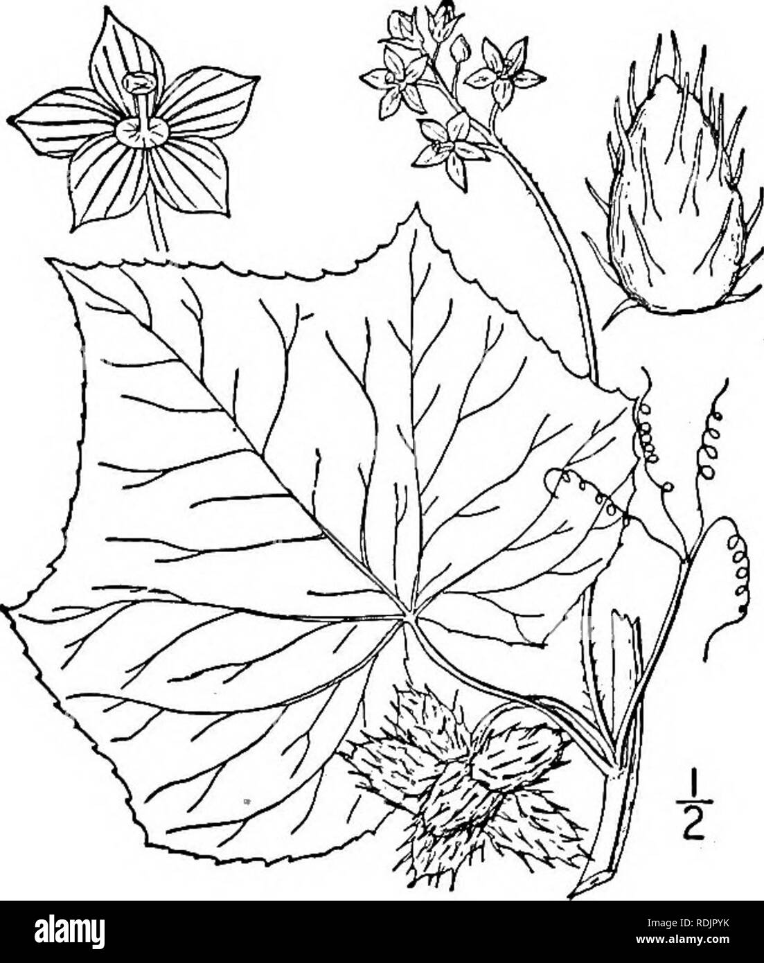 . An illustrated flora of the northern United States, Canada and the British possessions, from Newfoundland to the parallel of the southern boundary of Virginia, and from the Atlantic Ocean westward to the 102d meridian. Botany; Botany. 1. Cyclanthera dissecta (T. &amp; G.) Arn. Cut- leaved Cyclanthera. Fig. 4013. Discanthera dissecta T. &amp; G. Fl. N. A. 1: 697. 1840 Cyclanthera dissecta Arn. in Hook. Journ. Bot. q â 280 1841. Annual; stem grooved and angular, glabrous, branching, climbing to a height of 3Â°-4Â°, or strag- gling. Petioles 1-2' long; leaves digitately 3-7- foliolate, the leaf Stock Photo