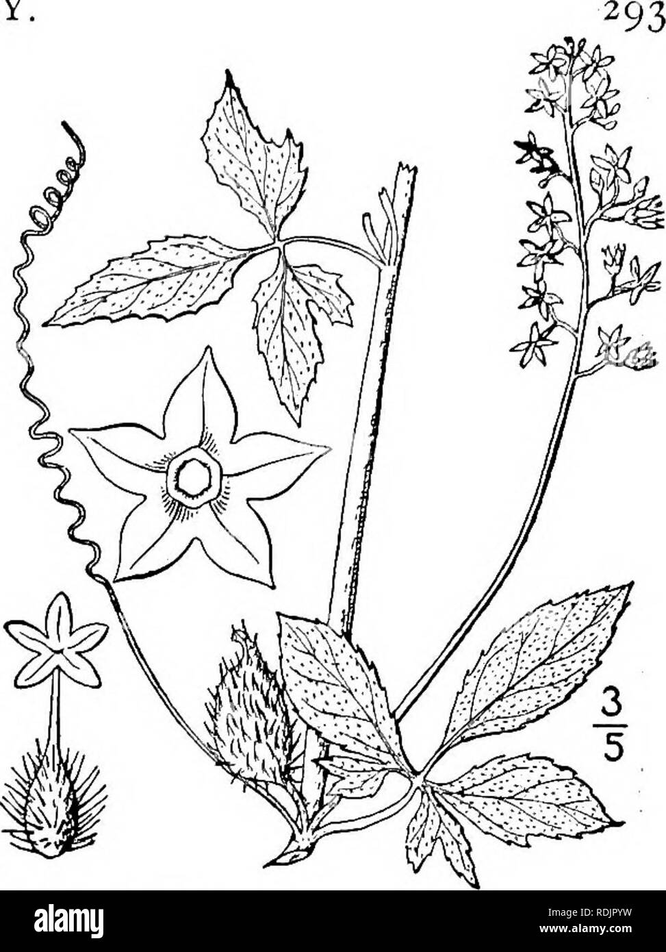 . An illustrated flora of the northern United States, Canada and the British possessions, from Newfoundland to the parallel of the southern boundary of Virginia, and from the Atlantic Ocean westward to the 102d meridian. Botany; Botany. Genus 4. GOURD FAMILY.. 1. Cyclanthera dissecta (T. &amp; G.) Arn. Cut- leaved Cyclanthera. Fig. 4013. Discanthera dissecta T. &amp; G. Fl. N. A. 1: 697. 1840 Cyclanthera dissecta Arn. in Hook. Journ. Bot. q â 280 1841. Annual; stem grooved and angular, glabrous, branching, climbing to a height of 3Â°-4Â°, or strag- gling. Petioles 1-2' long; leaves digitately  Stock Photo