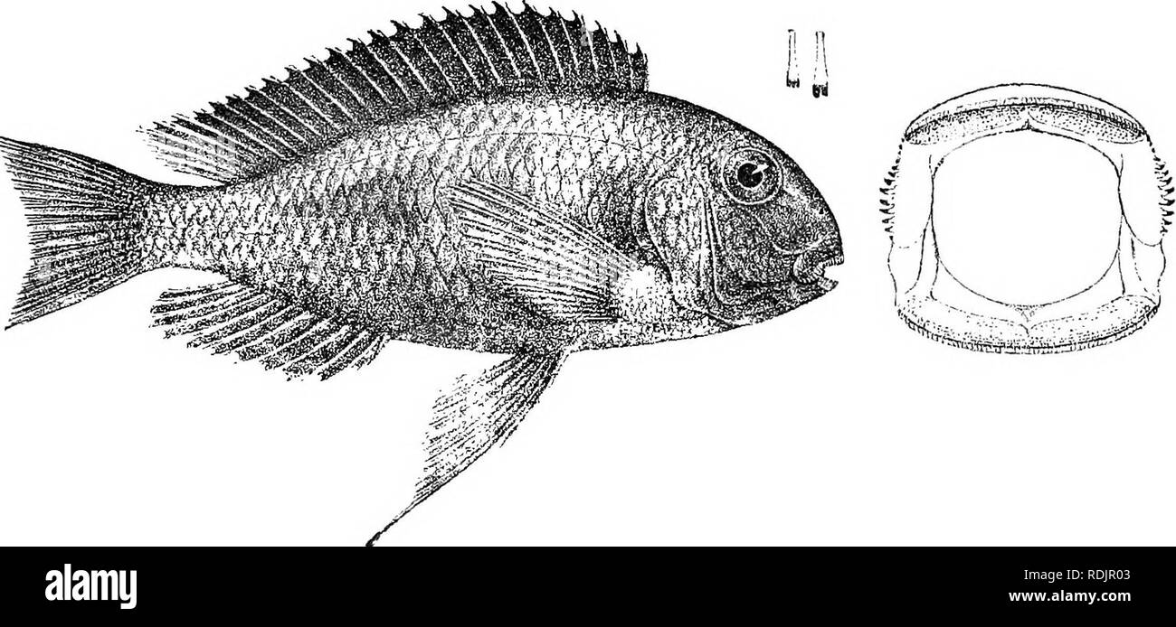 . Catalogue of the fresh-water fishes of Africa in the British museum (Natural history) ... Fishes; Freshwater animals. TROPHEUS. 277 3^ times. Head massive, rounded, not twice as long as bvoad; snout bioader than long, with convex upper profile; eye 3^ to 4 times in length of head, 1J to Ij times in interorbital width ; mouth with thick upper lip, extending to below anterior border of eye ; teeth in 8 to 10 transverse series; 4 series of scales on the cheek. Gill-rakers short, 11 or 12 on lower part of anterior arch. Dorsal XX-XXI 5-6 ; spines increasing in length to the sixth, which is not q Stock Photo