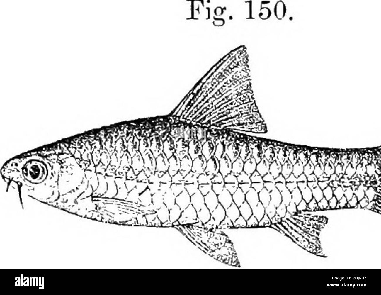 . Catalogue of the fresh-water fishes of Africa in the British museum (Natural history) ... Fishes; Freshwater animals. BAliBUS. 173 169. BARBUS NEGLECTUS. Bouleng. Ann. &amp; Mag. N. H. (7) xii. 1903, p. 532, and Fish. Nile, p. 251, pi. xlvii. fig. 5 (1907). Depth of body 3 to 3§ times in total length, length of head 4 to 4J times. Snout rounded, shorter than eye, which is 2^ to 3 times in length of head and equals iuterorbital width ; mouth small, terminal or subinferior ; lips feebly developed ; two barbels on each side, anterior half diameter of eye, posterior as long as eye or a little sh Stock Photo