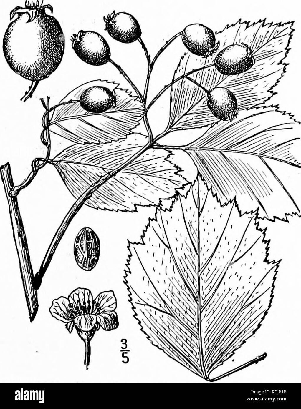 . An illustrated flora of the northern United States, Canada and the British possessions, from Newfoundland to the parallel of the southern boundary of Virginia, and from the Atlantic Ocean westward to the 102d meridian. Botany; Botany. Genus 6. APPLE FAMILY. 331 72. Crataegus Douglasii Lindl. Douglas' Thorn. Fig. 2406. Crataegus punctata Jacq. var. ? brevispina Dougl.; Hook. Fl. Bor. Am. i : 201. 1832. C Douglasii Lindl. Bot. Reg. pi. iSio. 1835. C. brevispina Dougl.; Steud. Nom. Bot. Ed. 2: 431. 1841. A tree or shrub, sometimes 40° high; bark dark brown and scaly. Spines i'-i' long; twigs re Stock Photo