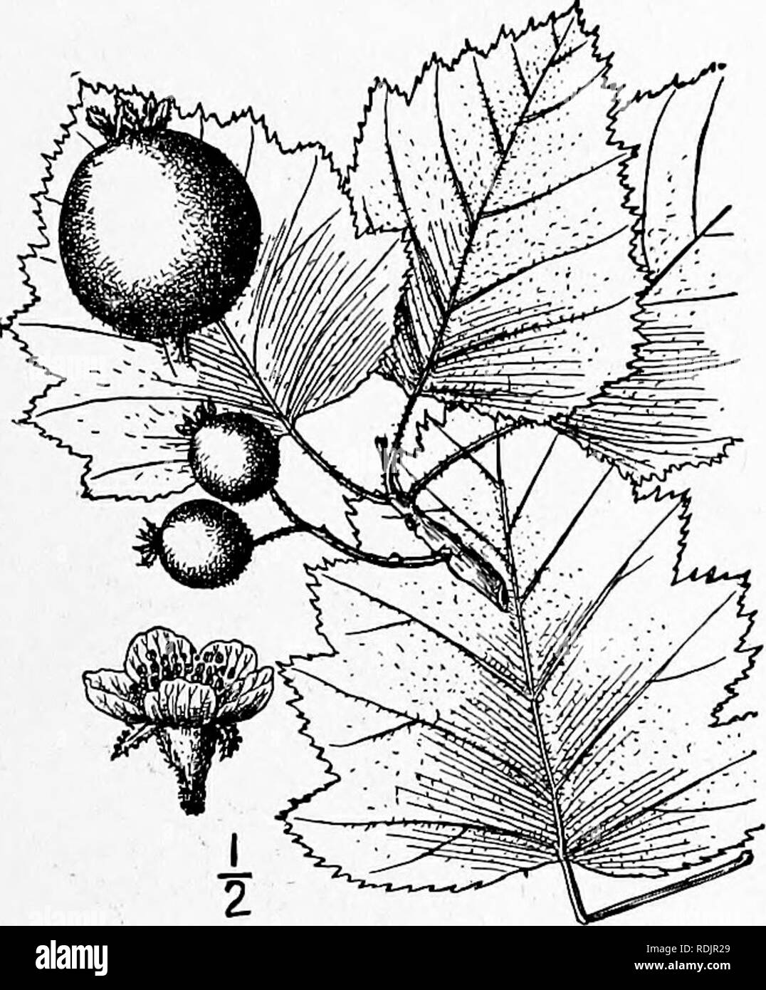 . An illustrated flora of the northern United States, Canada and the British possessions, from Newfoundland to the parallel of the southern boundary of Virginia, and from the Atlantic Ocean westward to the 102d meridian. Botany; Botany. 66. Crataegus submollis Sargent. Emerson's Thorn. Fig. 2400. C. tomentosa Emerson, Trees &amp; Shrubs Mass. 430. 1846. Not L. C, submollis Sarg. Bot. Gaz. 31: 7. igoi. A tree, sometimes 25° high, with spreading branches forming a broad symmetrical crown, the spines numerous, l'-3'long. Leaves ovate, i4'-4i' long, li'sV wide, acute at the apex, broadly cuneate a Stock Photo