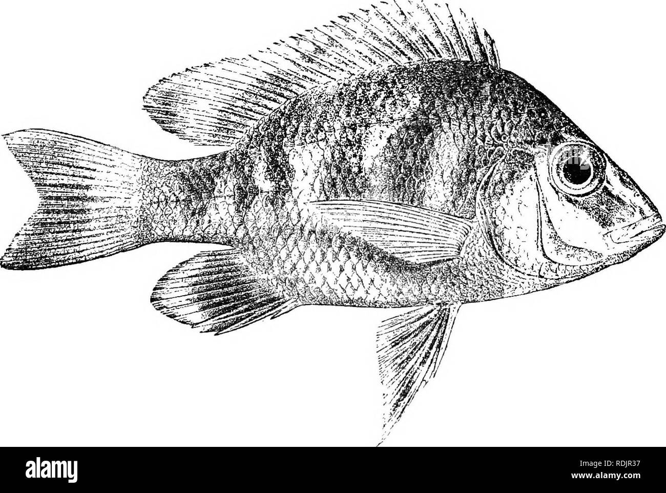 . Catalogue of the fresh-water fishes of Africa in the British museum (Natural history) ... Fishes; Freshwater animals. 2-38 CICHLID.E. 7-10. Ad. 11. Skel. 12. HgT. 13-14. AJ. &amp; hgr. 15-23. Yg. Niamkolo, Uvira. Kilewa Bay. Mouth of Luknga R. Dr. W. A. Cunnington. Dr. L. Stappers (C). rig. 174.. Tiliipni oliy iciiiithiis. After Steindachner {I. c). ^. 87. TILAPIA OLIGACANTHUS. Bleek. Versl. Ak. Amsterd. ii. 1868, p. 309, and Poiss. Madag. p. 11, j)l. iv. fig. 1 (1874); Bouleng. Proc. Zool. Soc. 1899, p. 138. Ptycliocliromis oligacantlius, Steind. Sitzb. Ak. Wien, Ixxxii. i. 1880, p. 249, pi Stock Photo
