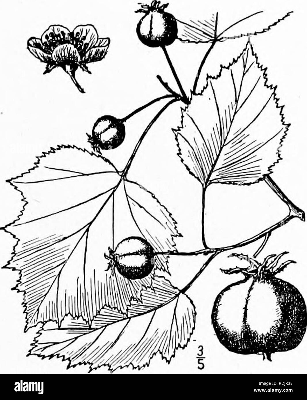 . An illustrated flora of the northern United States, Canada and the British possessions, from Newfoundland to the parallel of the southern boundary of Virginia, and from the Atlantic Ocean westward to the 102d meridian. Botany; Botany. Genus 6. APPLE FAMILY. 317 60. Crataegus coccinioides Ashe. Eggert's Thorn. Crataegus coccinioides Ashe.Journ. E. Mitch. Soc. 16: 74. Feb. 1900. Crataegus Eggertii Britton, Bull. N. Y. Bot. Gard. i : 447. March 1900. C dilatata Sarg. Bot. Gaz. 31 : 9. 1901. C. speciosa Sarg. Trees &amp; Shrubs i: 65. 1903. A shrub or tree, sometimes 20° high, with spreading bra Stock Photo