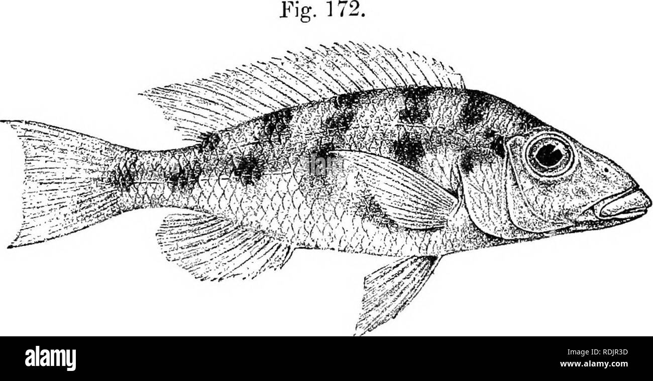 . Catalogue of the fresh-water fishes of Africa in the British museum (Natural history) ... Fishes; Freshwater animals. 256 CICHLID.E. rather deeply emarginate. Caudal peduncle IJ times as long as deep- Scales finely denticulate, 34-35 4-5 14 ' lateral lines 23-24 Pale brown above, silvery white beneath; five dark brown cross-bars, broken up. I'ilajjia rostrata. Type (P. Z. S. 1899). into large spots ; a small dark brown opercular spot; a large dark brown spot at base of caudal; fins white, dorsal sometimes with small round dark spots. Total length 210 millim. Lake Nyassa. 1. Tvpe. L. Nyassa.  Stock Photo
