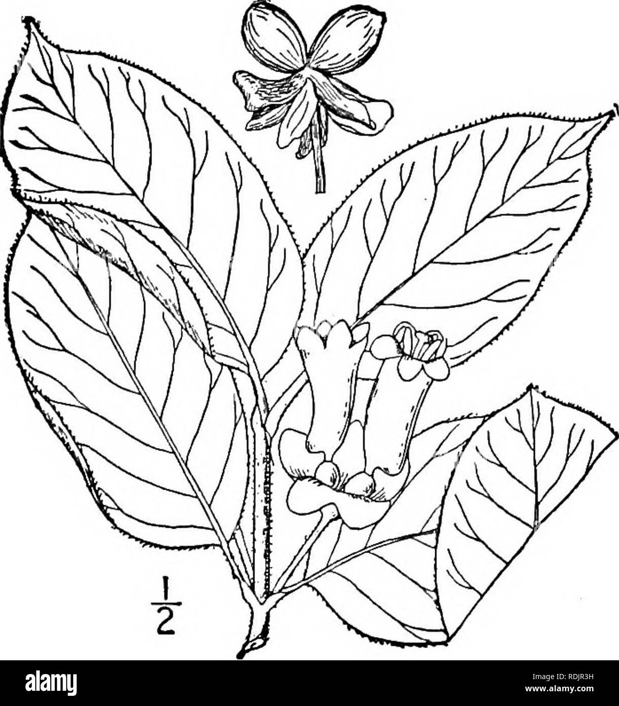. An illustrated flora of the northern United States, Canada and the British possessions, from Newfoundland to the parallel of the southern boundary of Virginia, and from the Atlantic Ocean westward to the 102d meridian. Botany; Botany. 14. Lonicera involucrata (Richards.) Banks. Involucred Fly-Honeysuckle. Fig. 3992. Richards. App. Frank. Richards, loc. cit. Xylosteum involucratum Journ. Ed. 2, 6. 1823. Lonicera involucrata Banks 1823. Distegia involucrata Rydb. Bull. Torr. Club 33: 152. 1906. A glabrate or pubescent shrub, 3°-io° high. Leaves short-petioled, ovate, oval, or obovate, 2'-6' lo Stock Photo