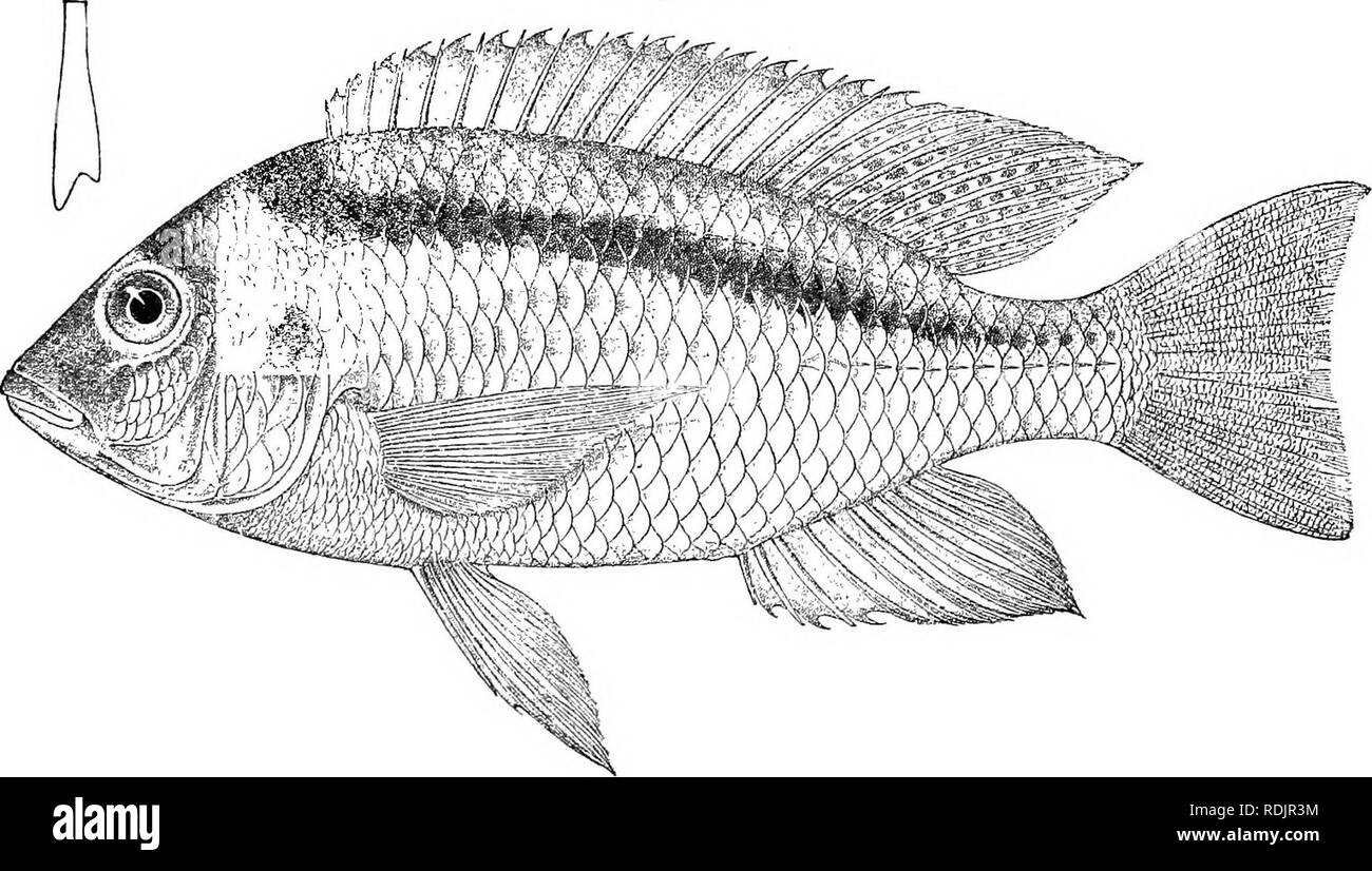 . Catalogue of the fresh-water fishes of Africa in the British museum (Natural history) ... Fishes; Freshwater animals. TILAPIA on 53 83. TILAPIA LATEEISTRIGA. Chromis lateristriga, part, Giintli. Proc. Zool. Soc. 1864, p. 312. Depth of body 21 to 3 times in total length, length of head 3 to 3^ times. Head 2 to 2^ times as long as broad ; snout rounded, with straight upper profile, as long as broad, as long as postocular part of head; e5e 3 (young) to 4 times in length of head, 1 to l times in interorbital width, equal to prseorbital depth in adult; snout moderate, Fig. 170.. Tilapia laterisl Stock Photo