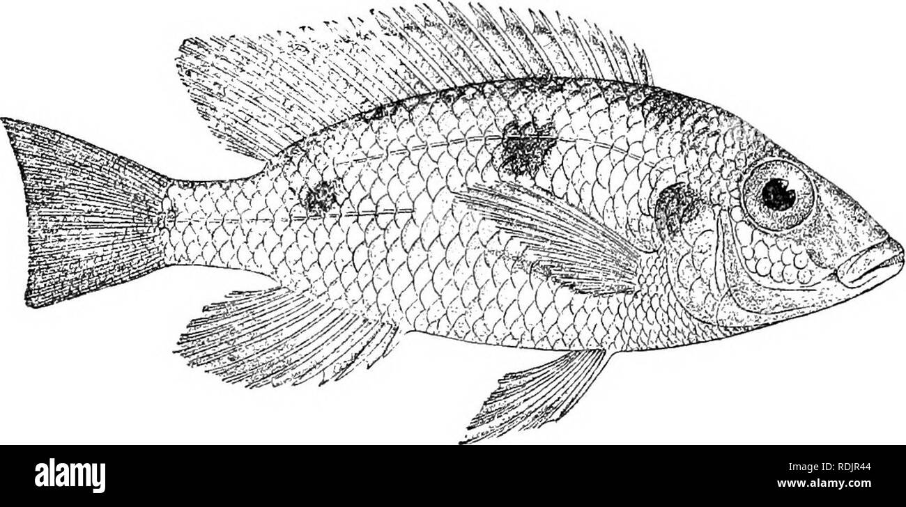 . Catalogue of the fresh-water fishes of Africa in the British museum (Natural history) ... Fishes; Freshwater animals. 250 CICHLID.E. regular dark bars, which may be accompanied by large blackish spots; a dark opercular spot; dorsal with oblique dark streaks and rows of small pale spots, or with regular series of ocellar spots between the rays; caudal with small pale spots. Total length 140 millim. Lake Nyassa. L. Nvassa. Sir H. H. Johnston (P.). 1. Type. 2. One of the types of C. suhocularis. â 5. Ad. Capt. E. L. Rlioades (P.). 81. TILAPIA TETRASTIGMA. Chromis tetrasdgma, Giinlh. Proc. Zool. Stock Photo